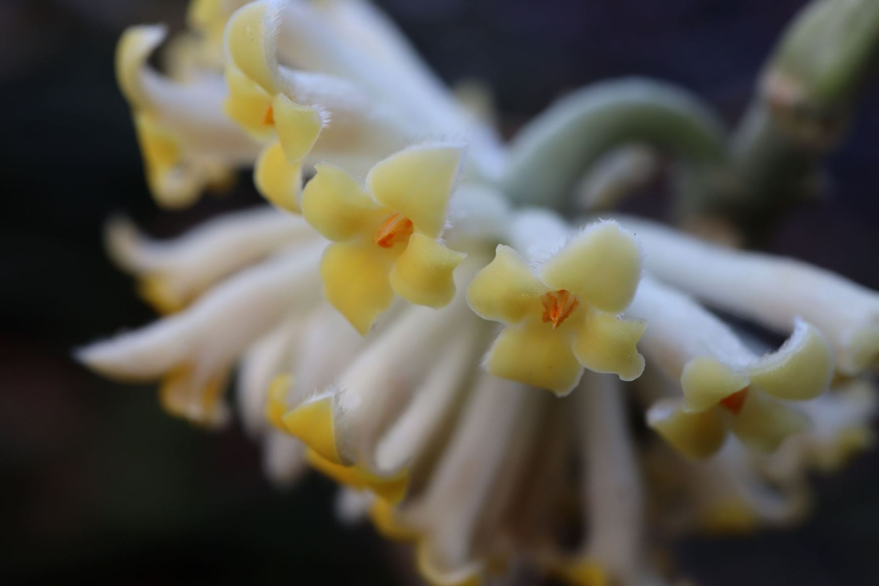 Edgeworthia chrysantha - Papierbusch