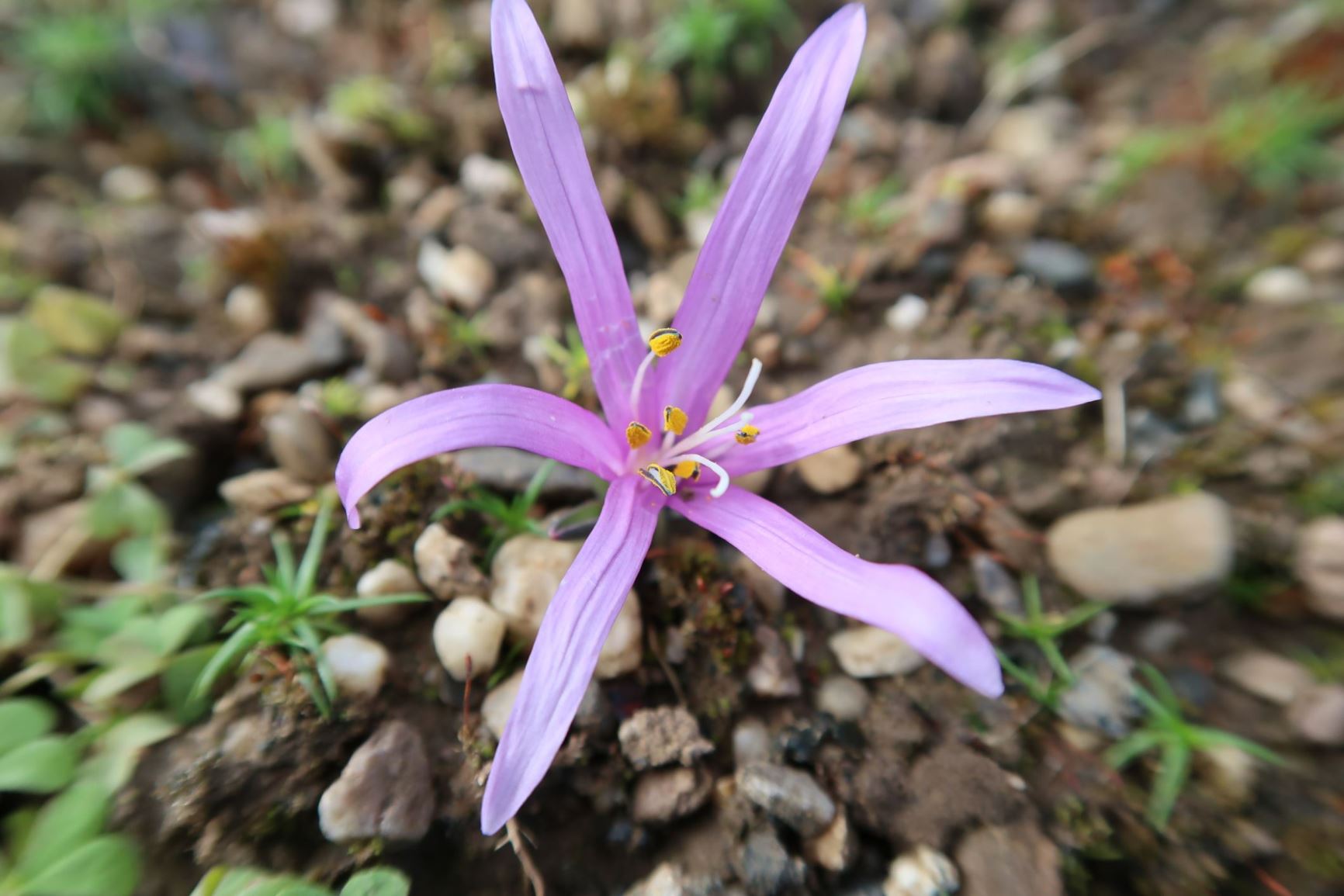 Colchicum bulbocodium - Frühlings-Lichtblume, spring meadow saffron