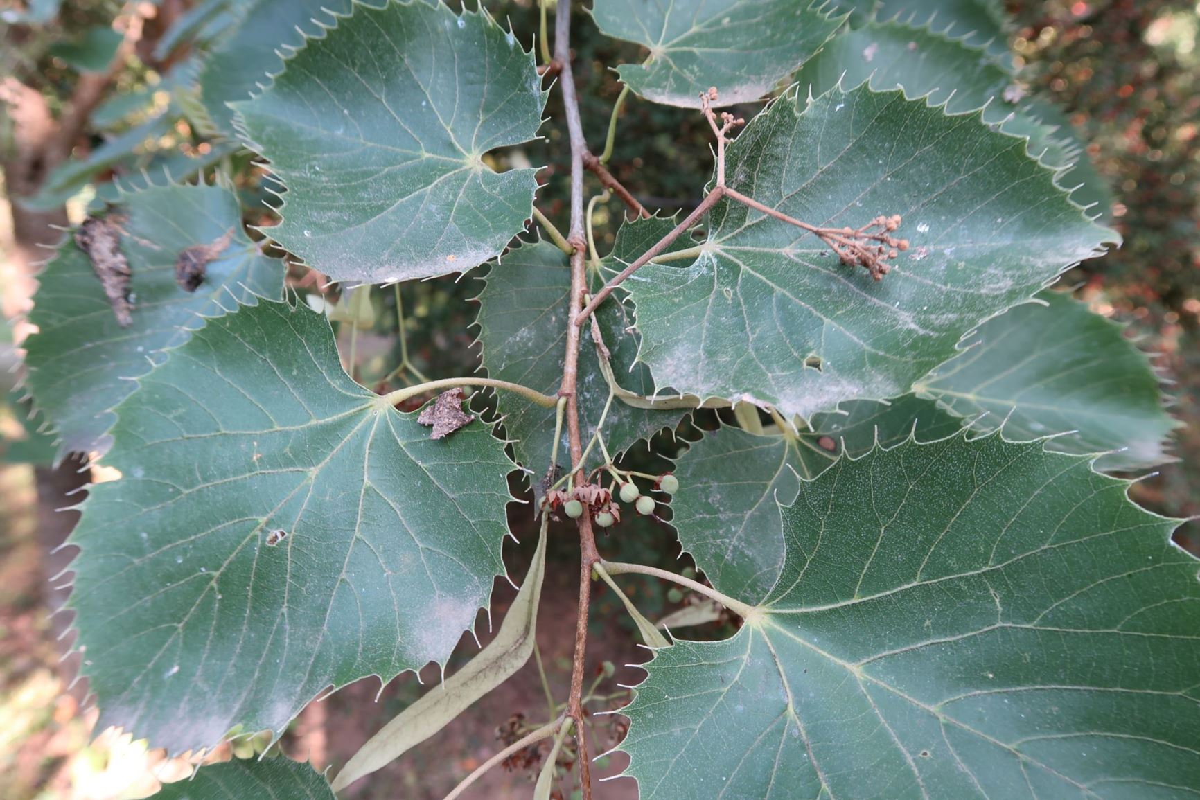 Tilia henryana - Henry's Lime, Toothed Chinese Linden