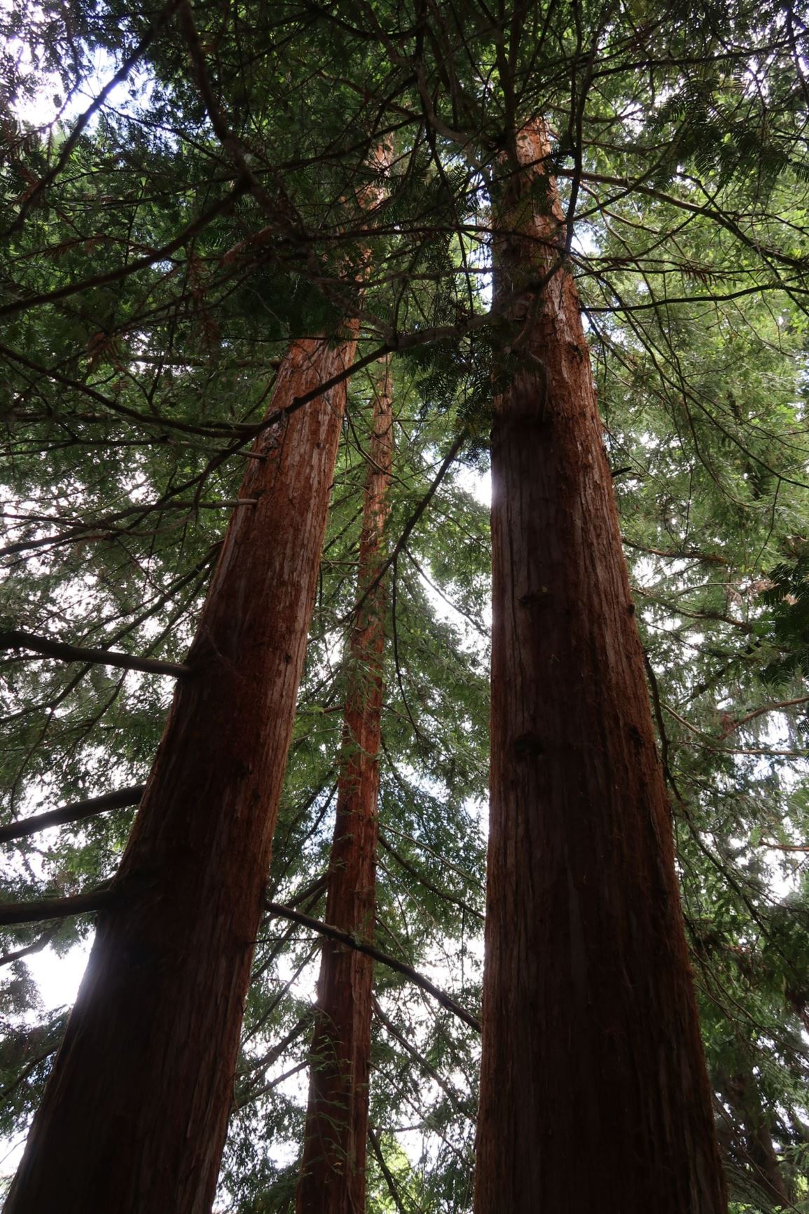 Sequoia sempervirens - Küsten-Mammutbaum, Coastal Redwood