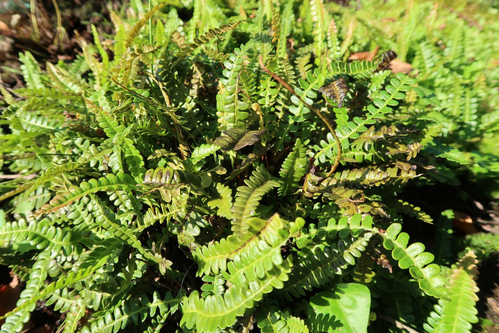 Austroblechnum penna-marina - Dwarf hard fern