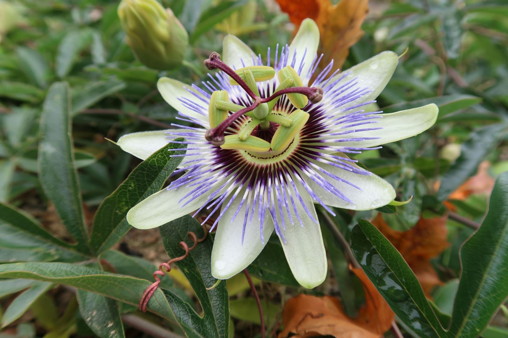 Passiflora caerulea - Blaue Passionsblume, blue passionflower