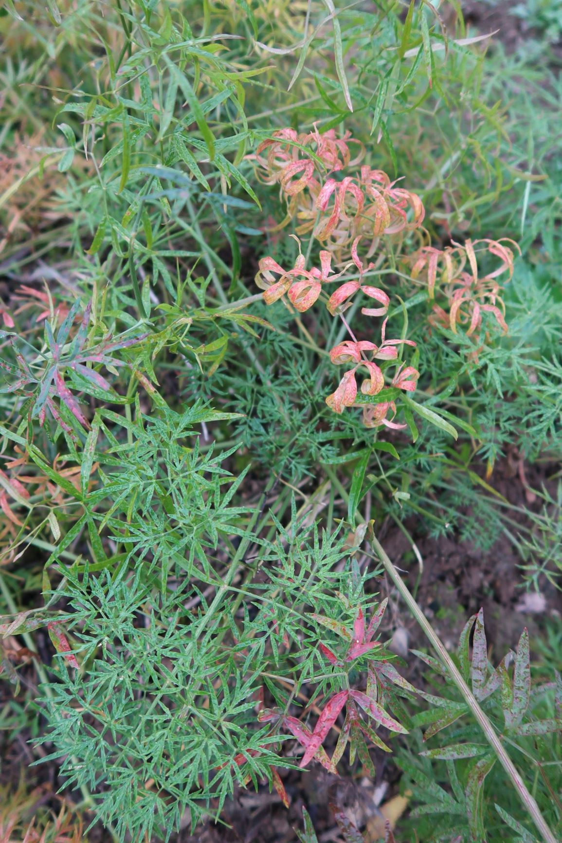 Cenolophium fischeri - Baltic parsley