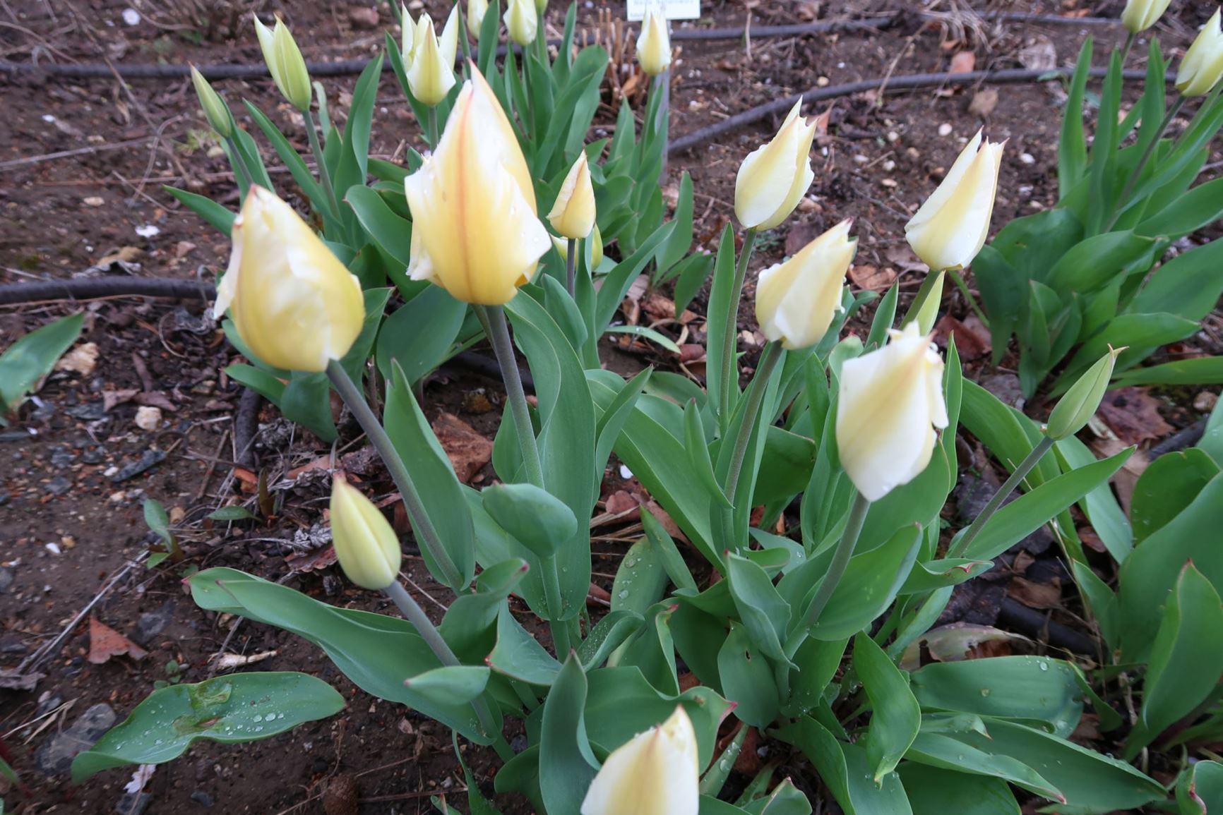 Tulipa fosteriana 'Sweetheart' - Fosteriana-Hybrid-Tulpe