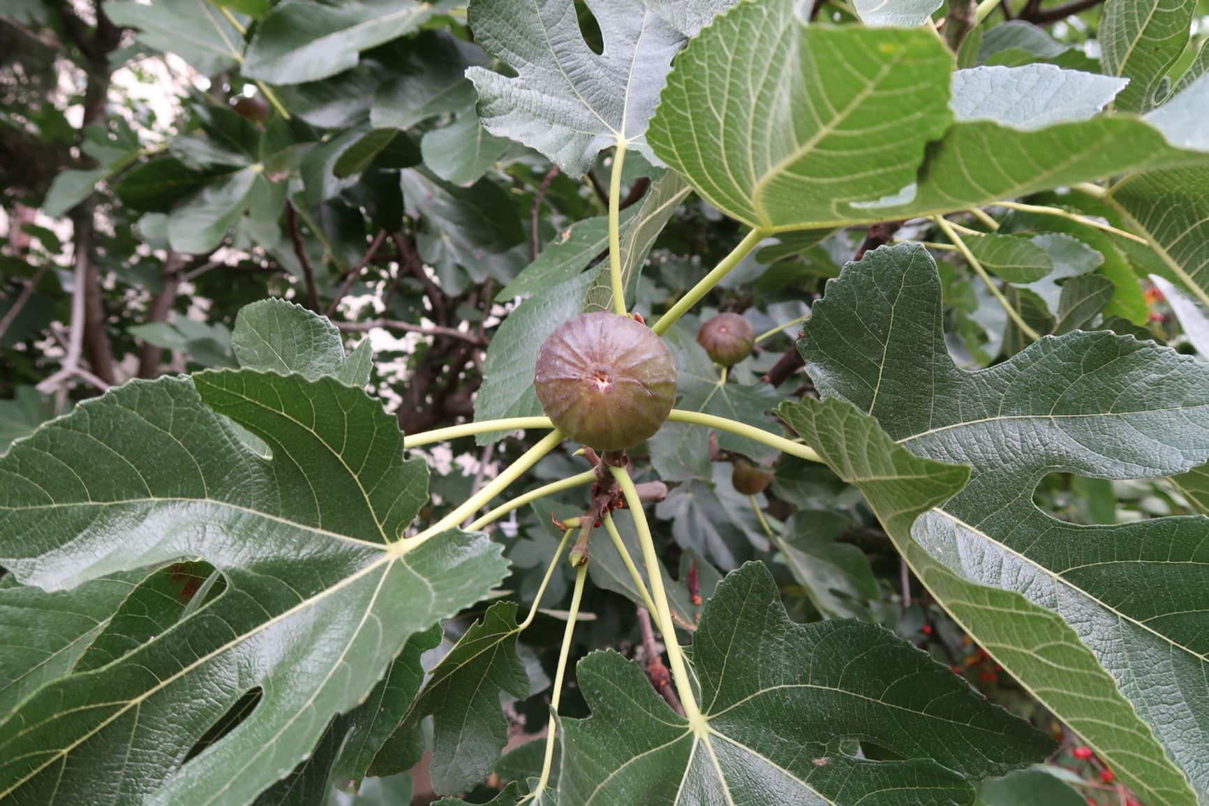 Ficus carica - Echte Feige, common fig