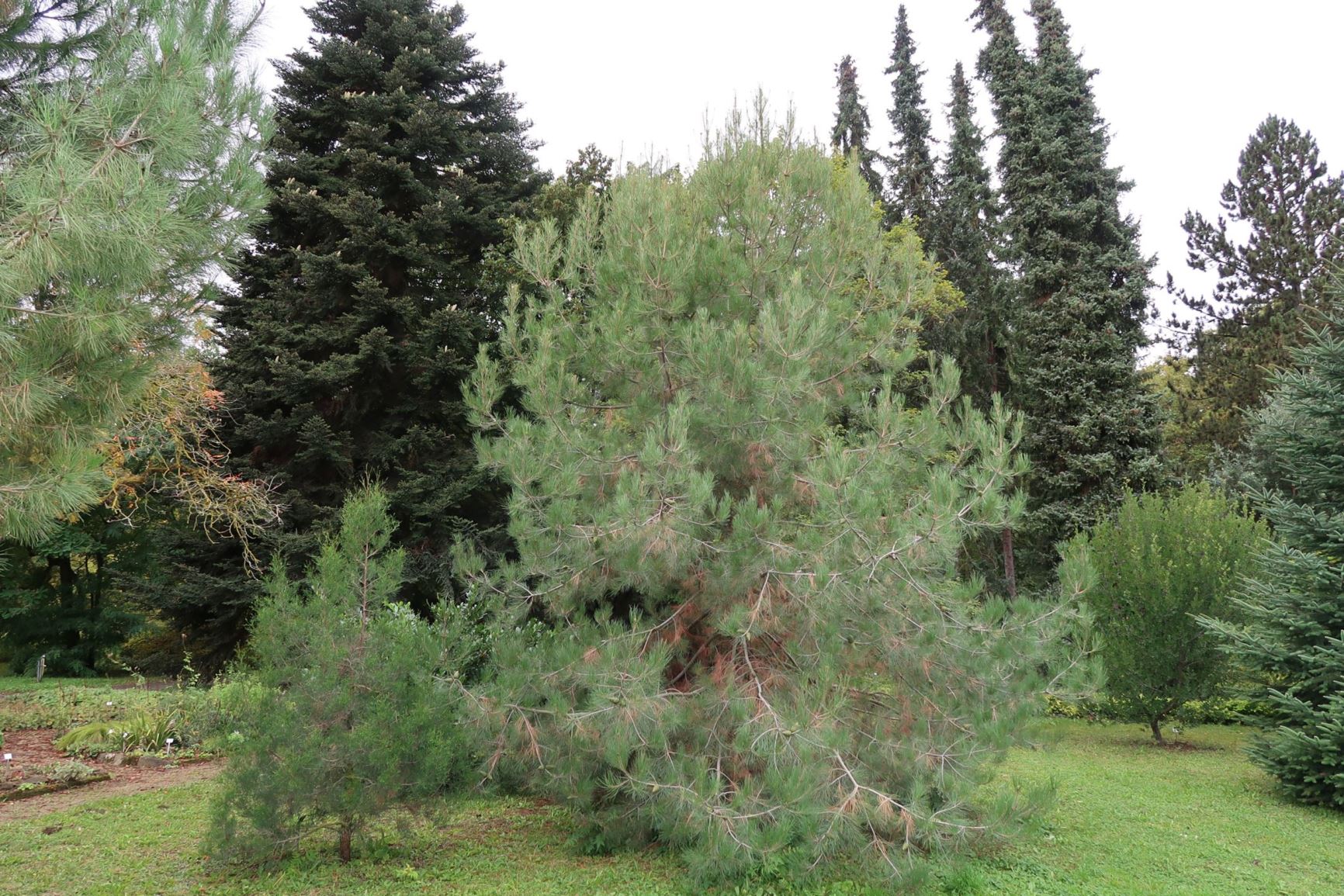 Pinus brutia - Kalabrische Kiefer, Turkish pine