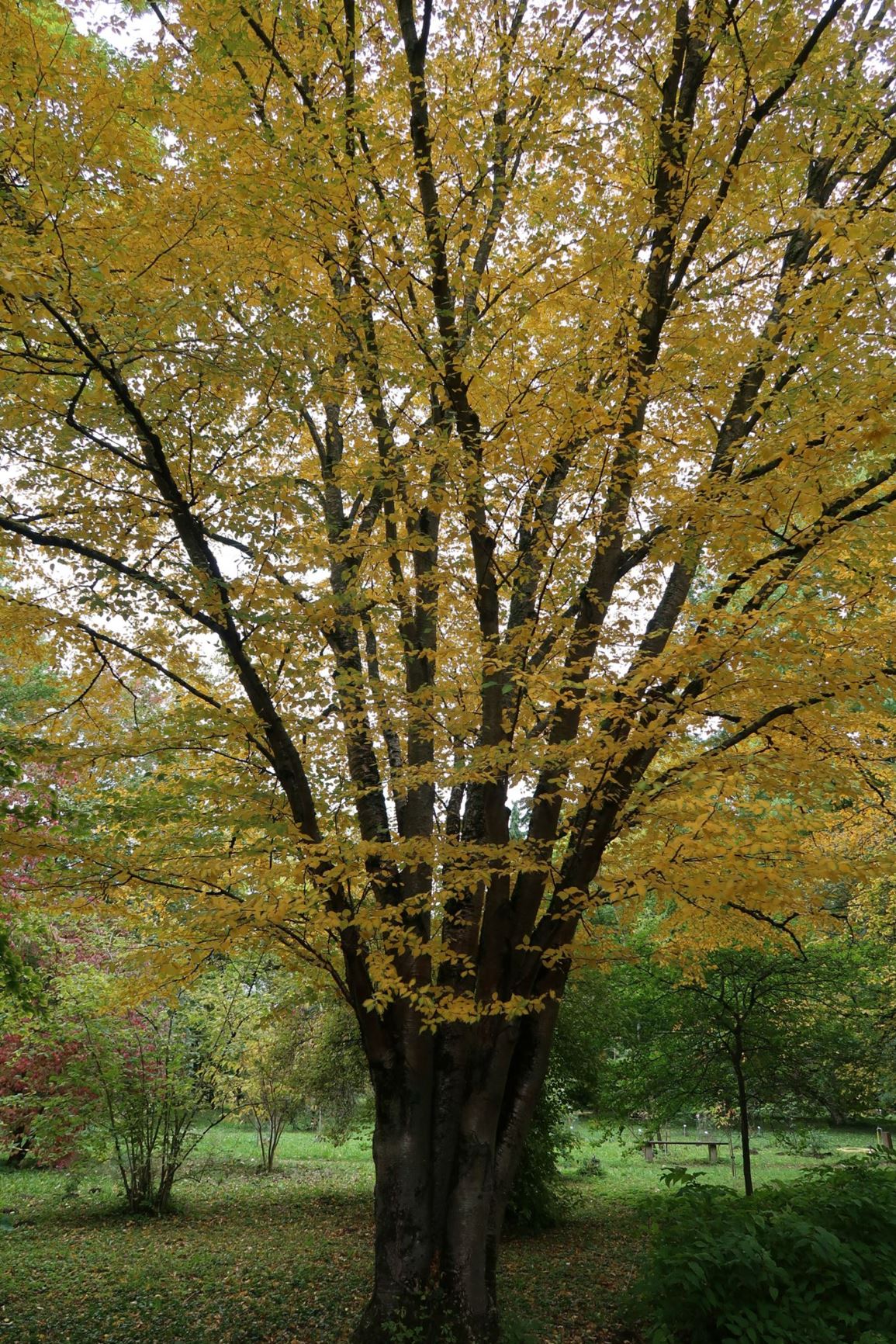 Betula alleghaniensis - Gelb-Birke, Yellow birch