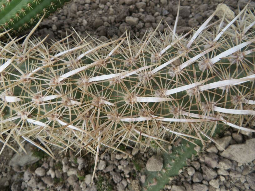 Stenocereus eruca - creeping devil cactus
