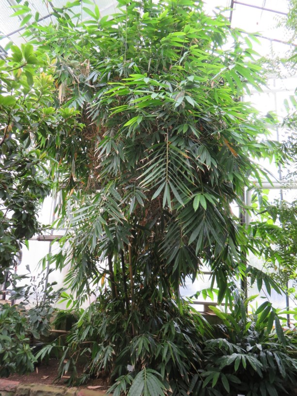 Bambusa vulgaris - Gewöhnlicher Bambus