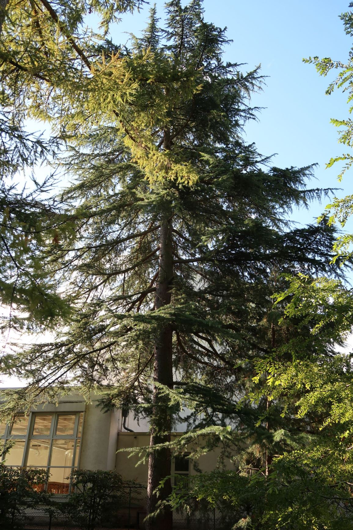 Cedrus deodara - Himalaja-Zeder, California Christmas Tree, Deodar, Himalayan Cedar