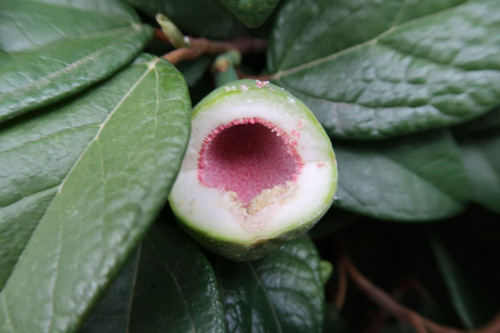 Ficus pumila - Kletter-Feige, Creeping Fig, Fig Vine
