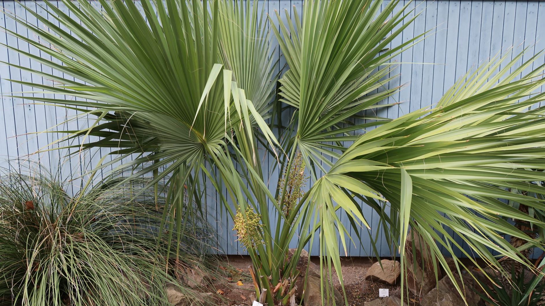 Sabal palmetto - Palmettopalme, Cabbage palm, palmetto