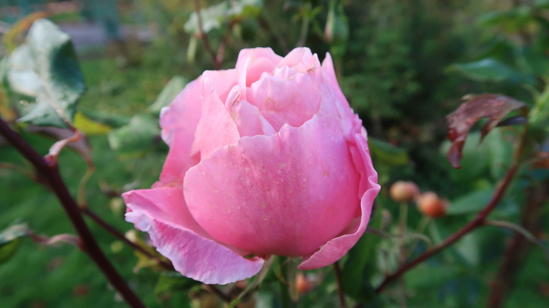 Rosa 'The Queen Elisabeth Rose'