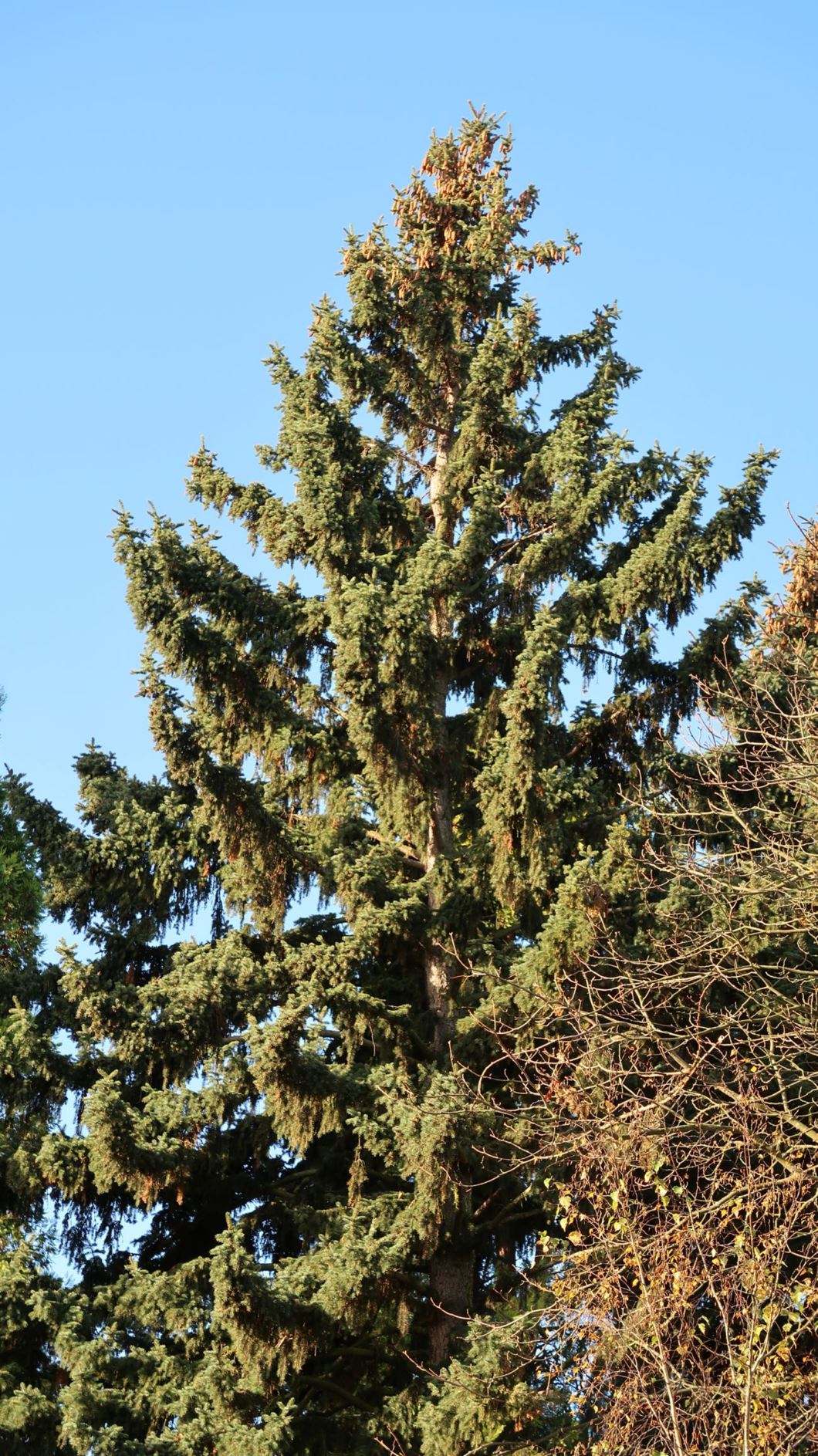 Picea pungens - Stech-Fichte, Blue spruce