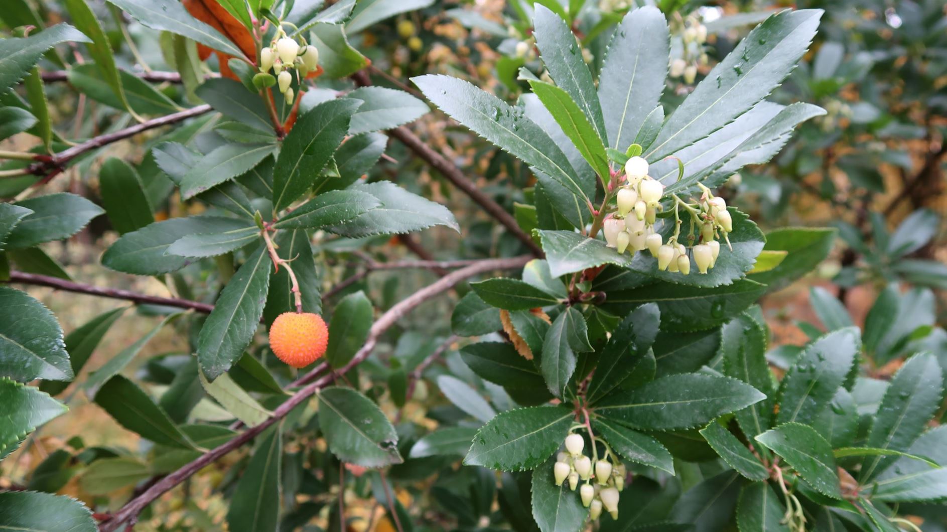 Arbutus unedo - Westlicher Erdbeerbaum, strawberry tree