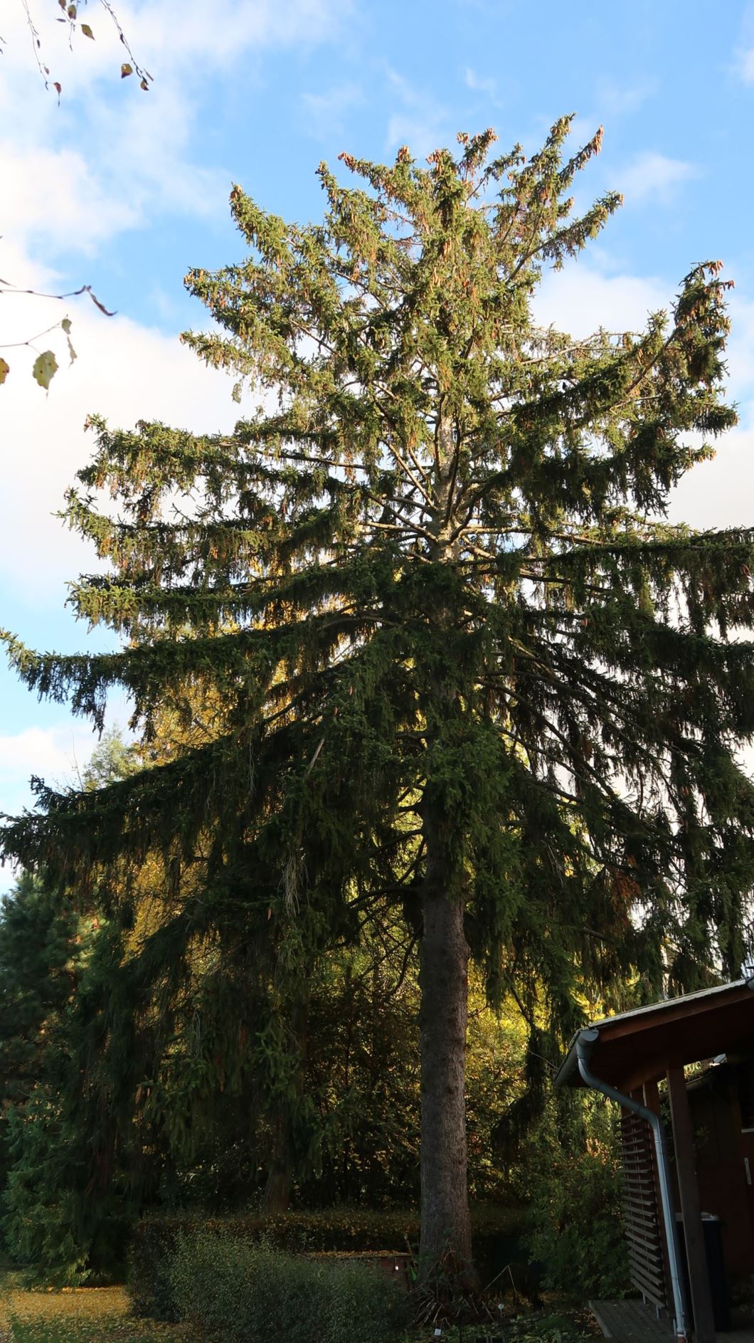 Picea abies - Gemeine Fichte, Rot-Fichte, Common spruce, Norway spruce