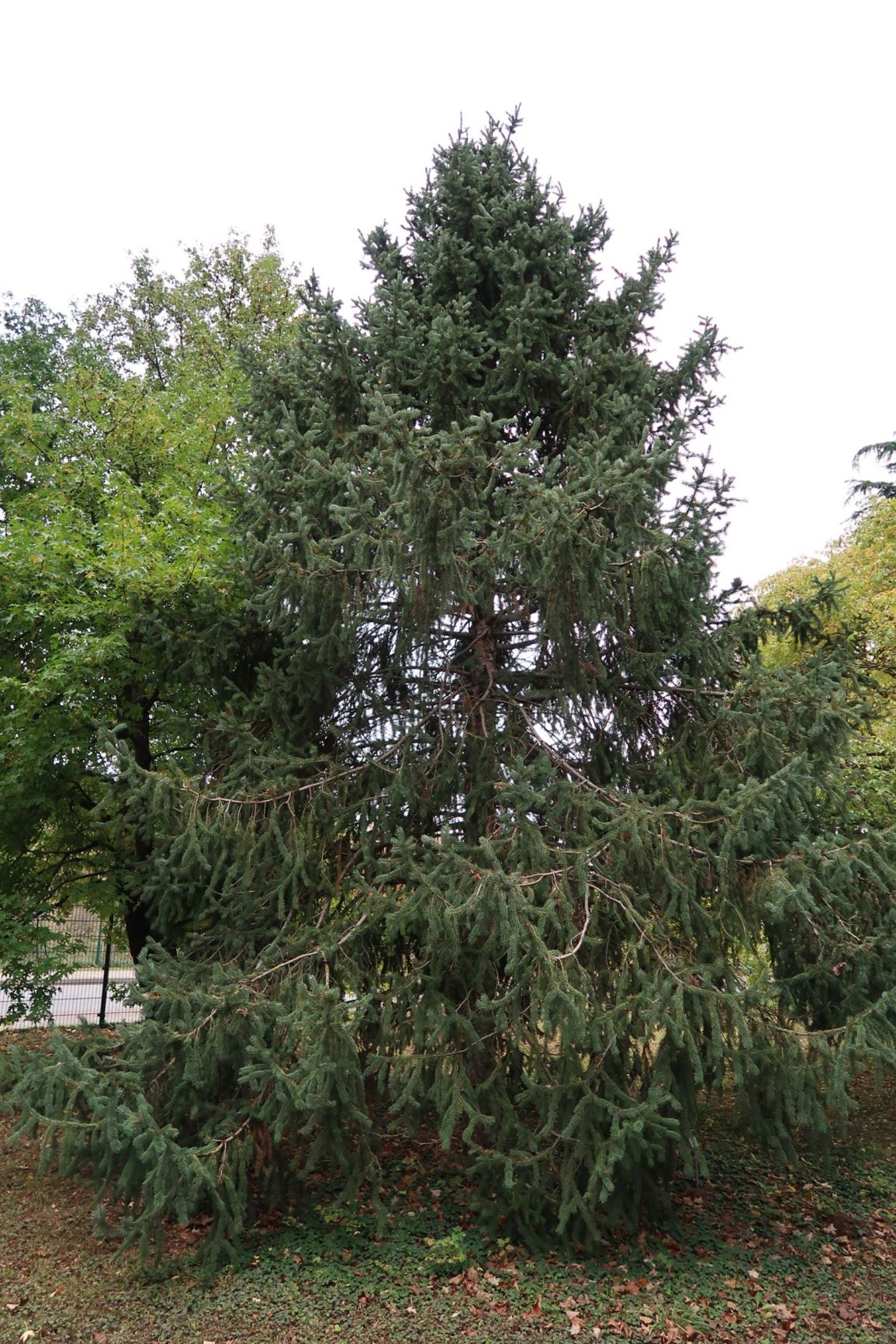 Picea schrenkiana - Schrenks Fichte, Schrenk’s spruce