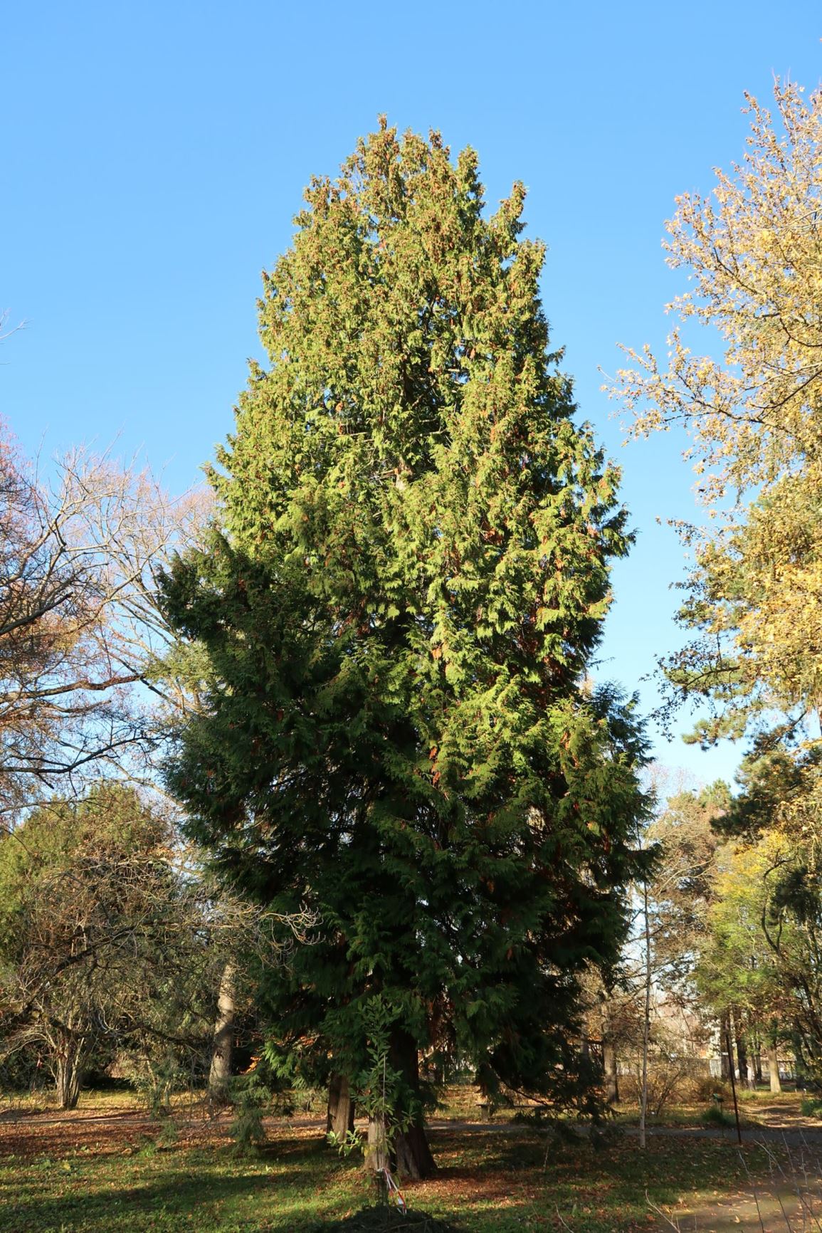 Thuja plicata - Riesen-Lebensbaum, Western redcedar