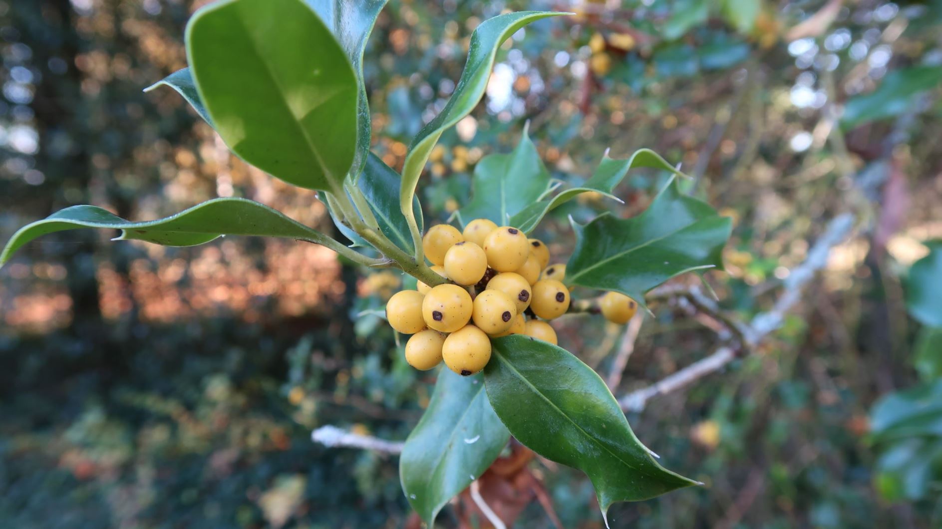 Ilex aquifolium 'Bacciflava' - Gelbfrüchtige Stechpalme