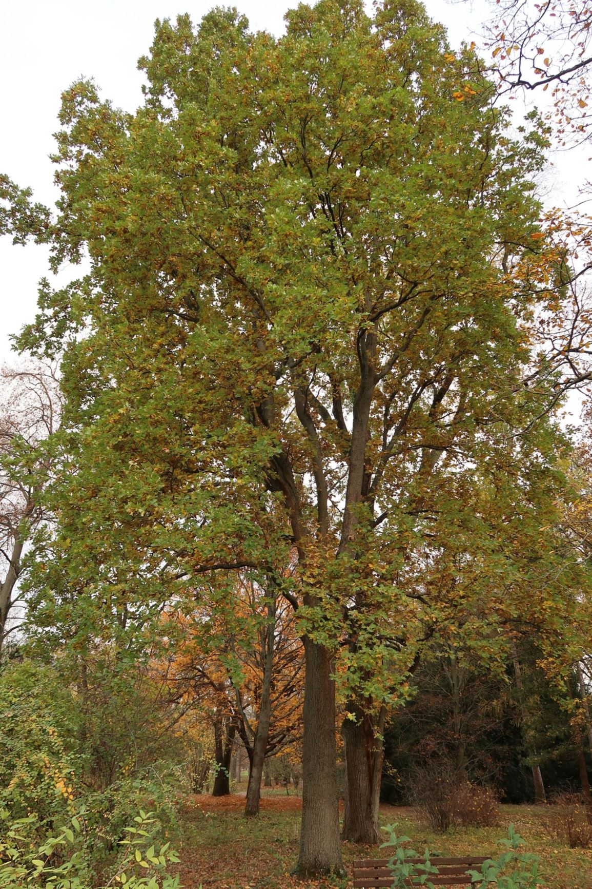 Quercus robur 'Fastigiata' - Stiel-Eiche