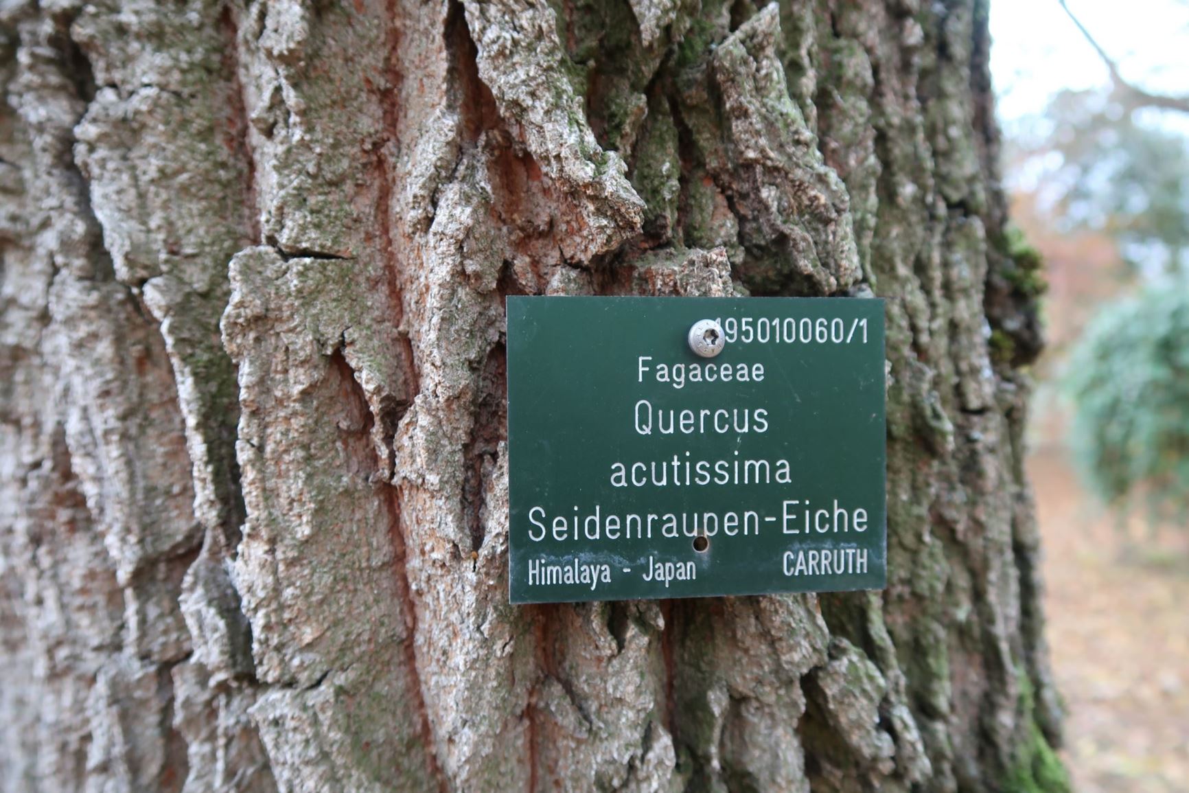 Quercus acutissima - Seidenraupen-Eiche, sawtooth oak
