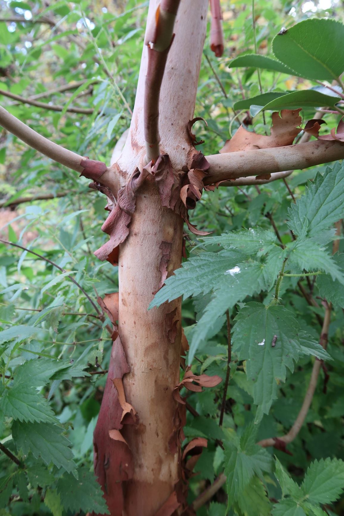 Arbutus Xalapensis - Texas Madrone 