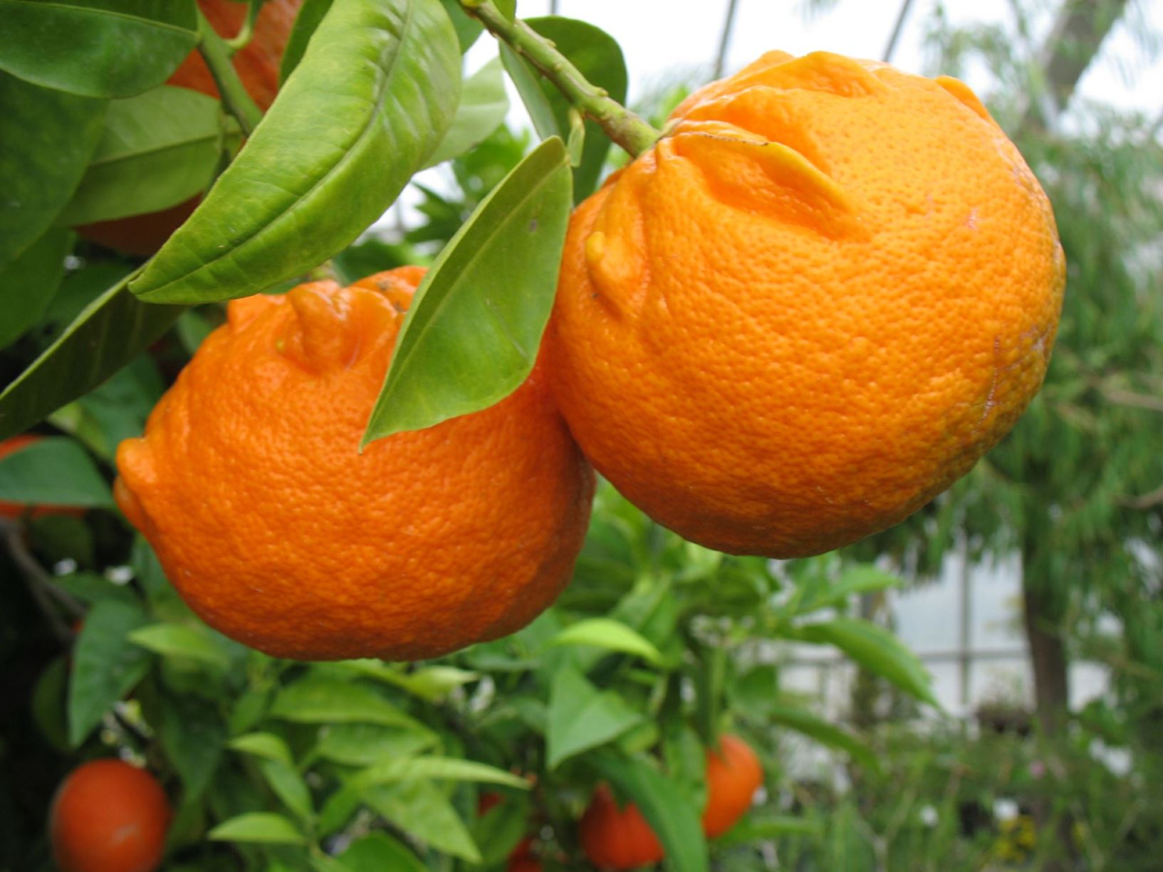 Citrus × aurantium 'Sour Orange Group' - Bitterorange, Pomeranze