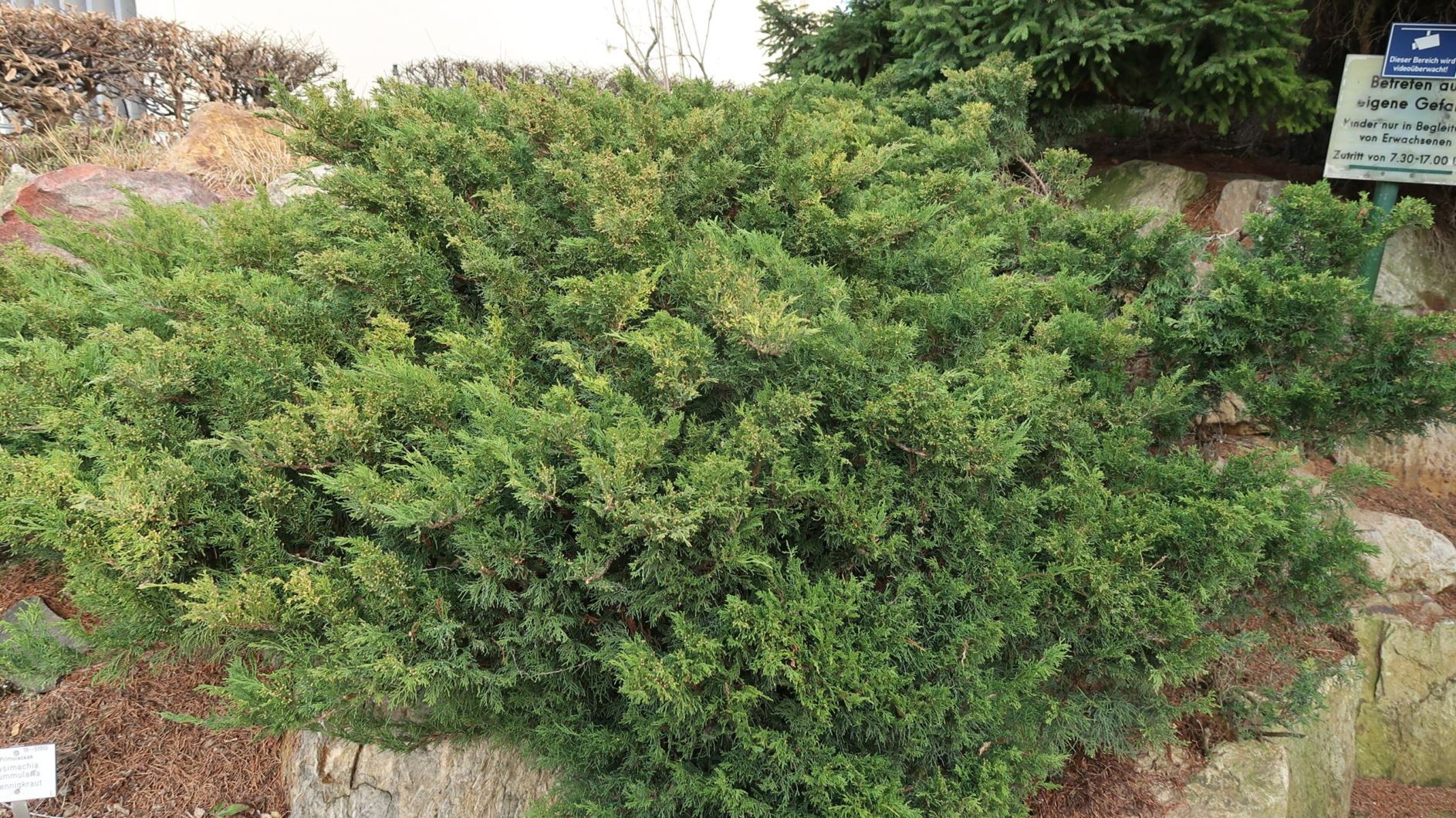 Juniperus sabina - Sadebaum, Stink-Wacholder | Botanic Garden Johannes ...