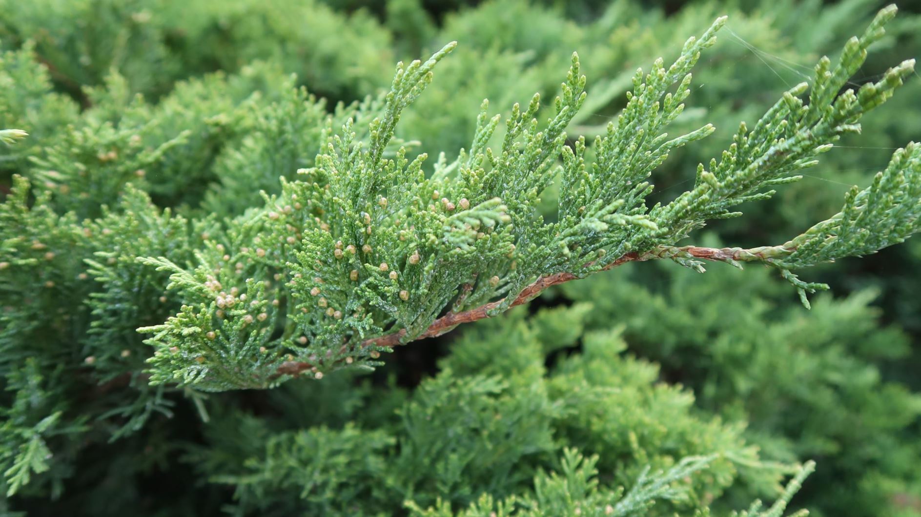 Juniperus sabina - Sadebaum, Stink-Wacholder | Botanic Garden Johannes ...