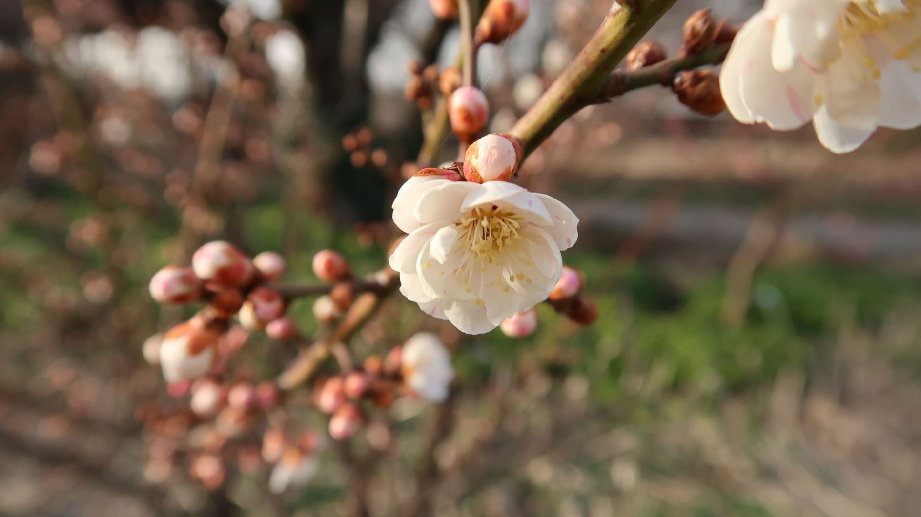 Prunus mume 'Omoi-no-mama' - Japanische Aprikose