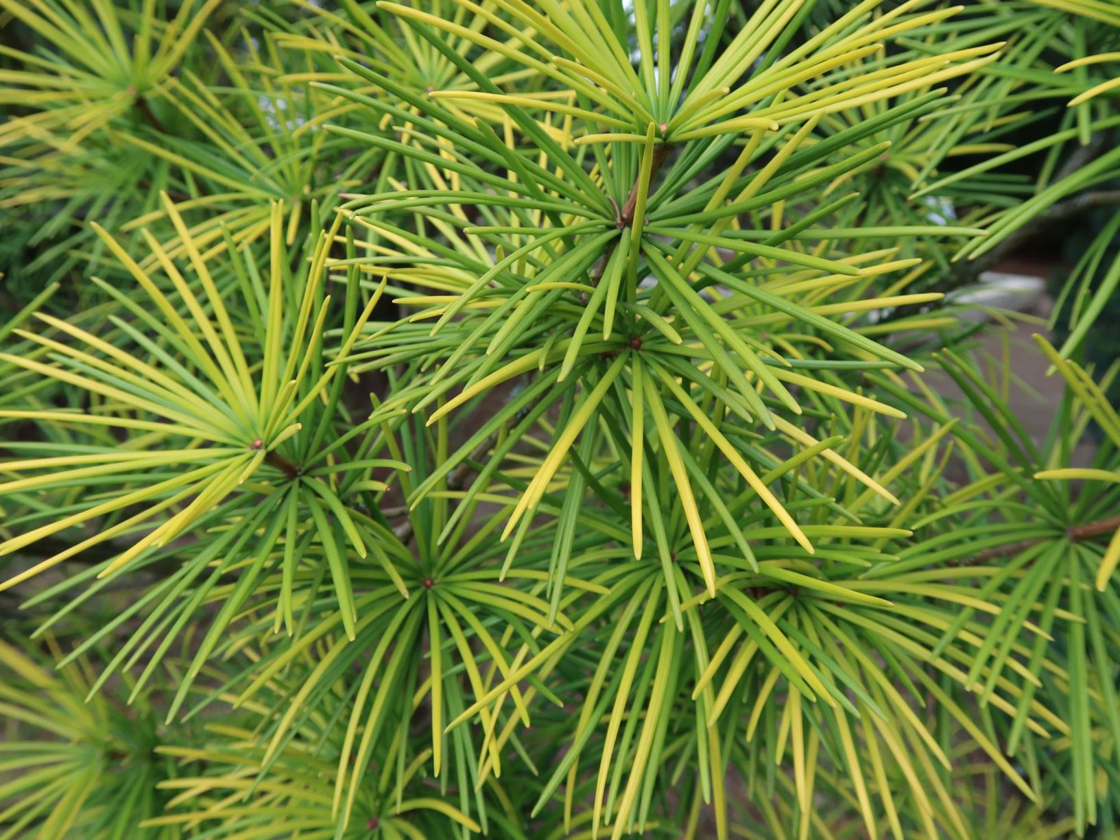Sciadopitys verticillata - Japanische Schirmtanne, Umbrella Pine