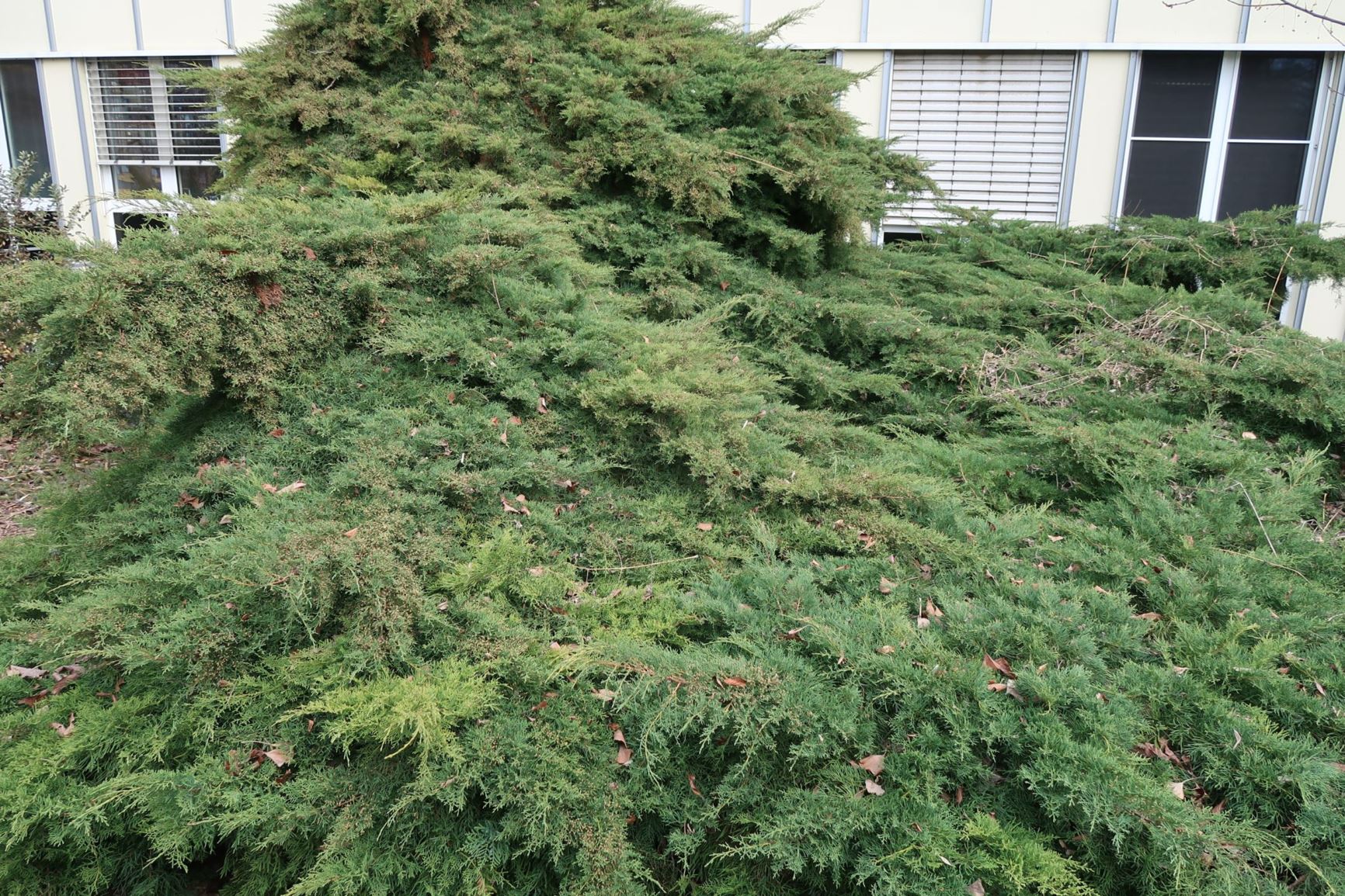 Juniperus × pfitzeriana 'Pfitzer Aurea'