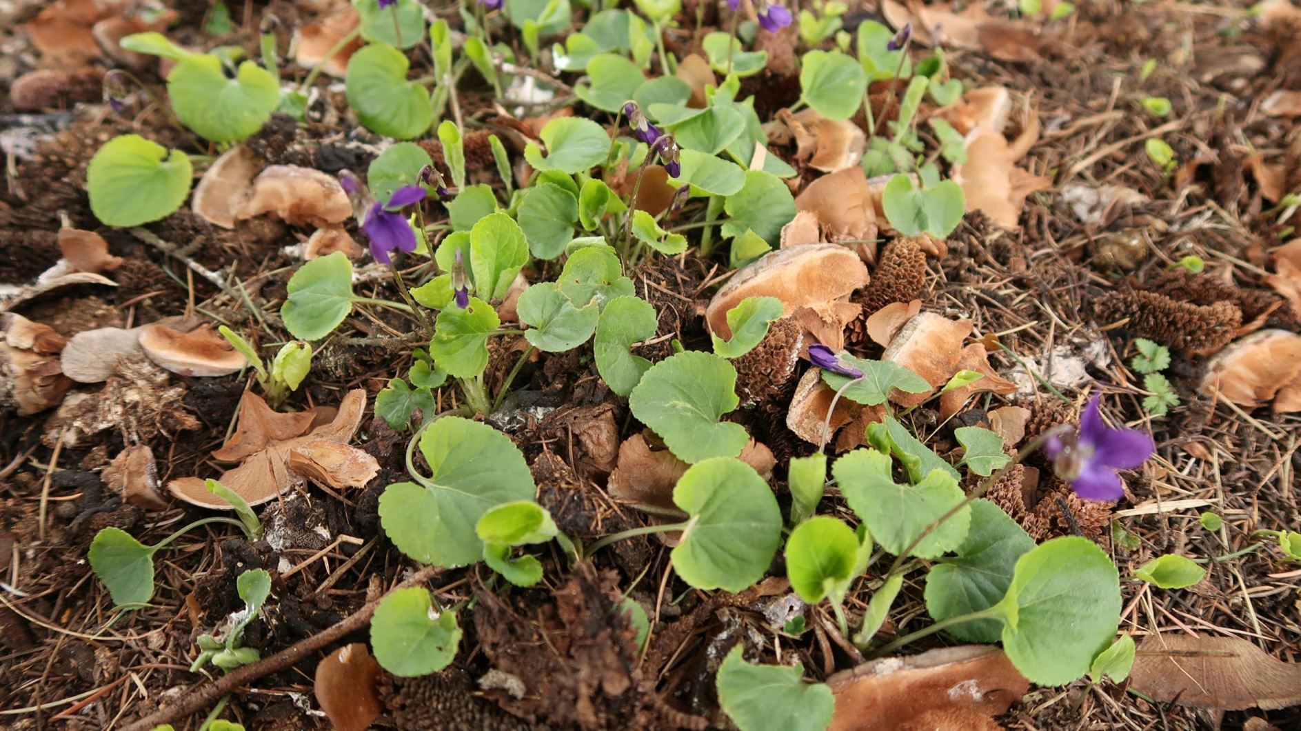 Viola odorata - März-Veilchen