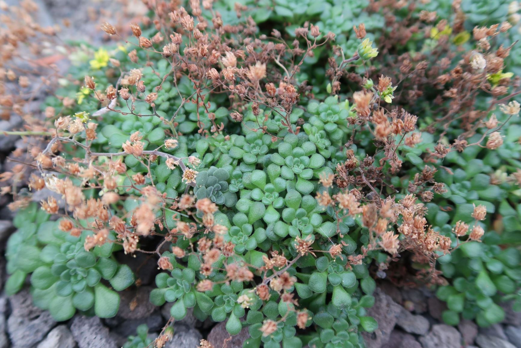 Aichryson tortuosum subsp. bethencourtianum