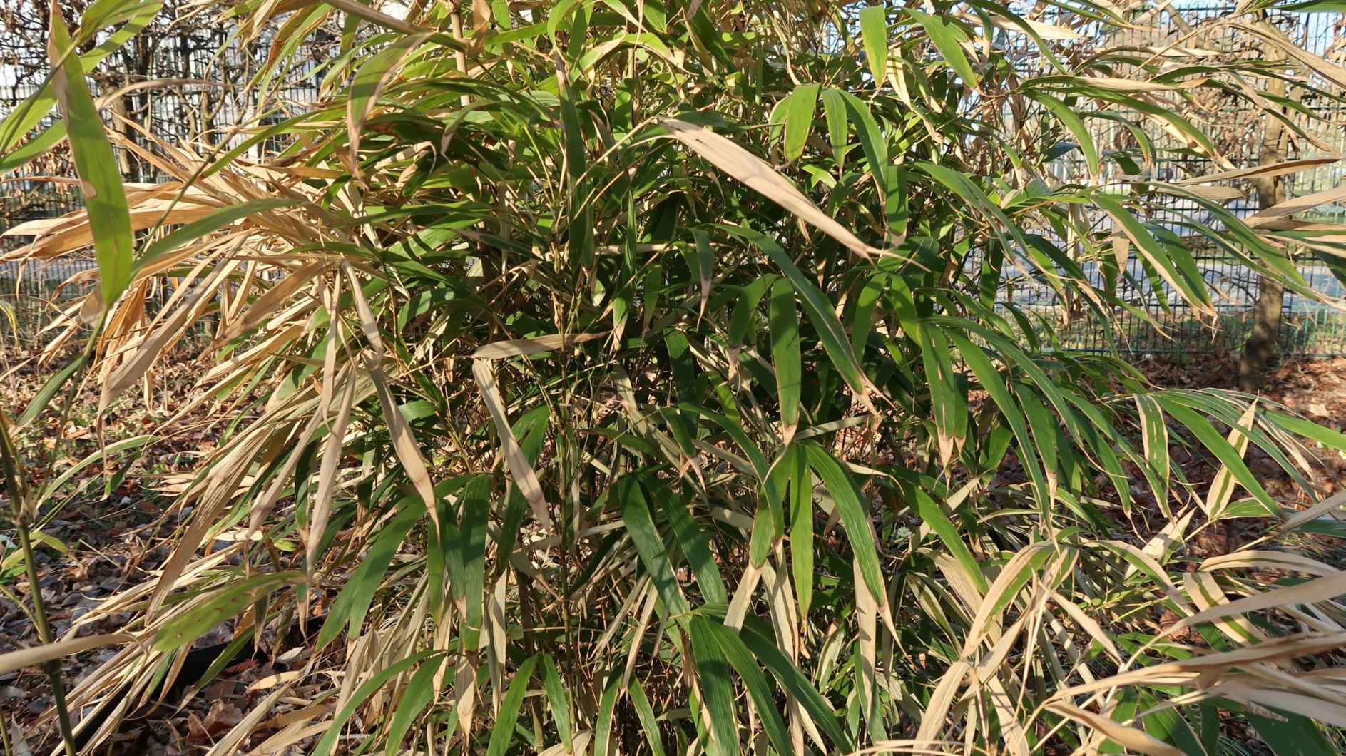 Chimonobambusa quadrangularis - Vierkantbambus