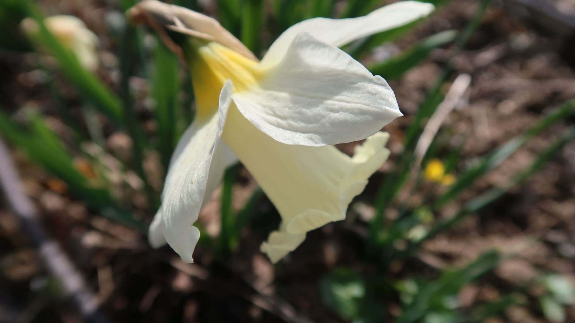 Narcissus 'Mount Hood' - Trompeten-Narzisse
