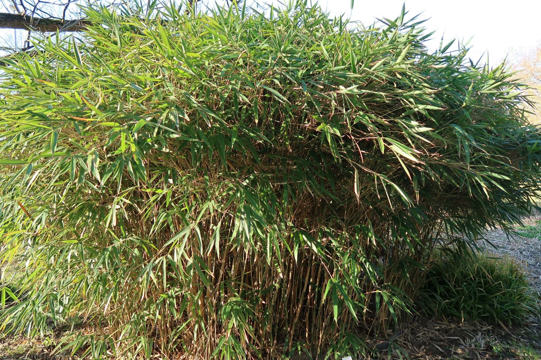 Pseudosasa japonica 'Tsutsumiana' - Pfeilbambus, Japan-Scheinzwergbambus, Metakebambus, arrow bamboo, metake