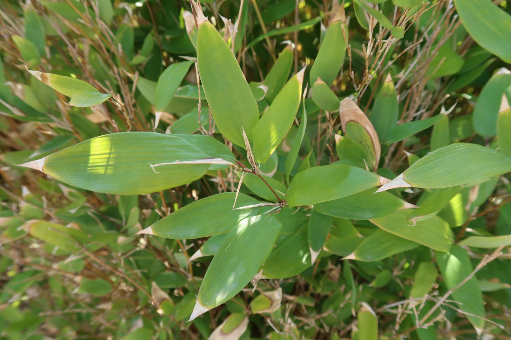 Shibataea kumasasa - Ruscusbambus