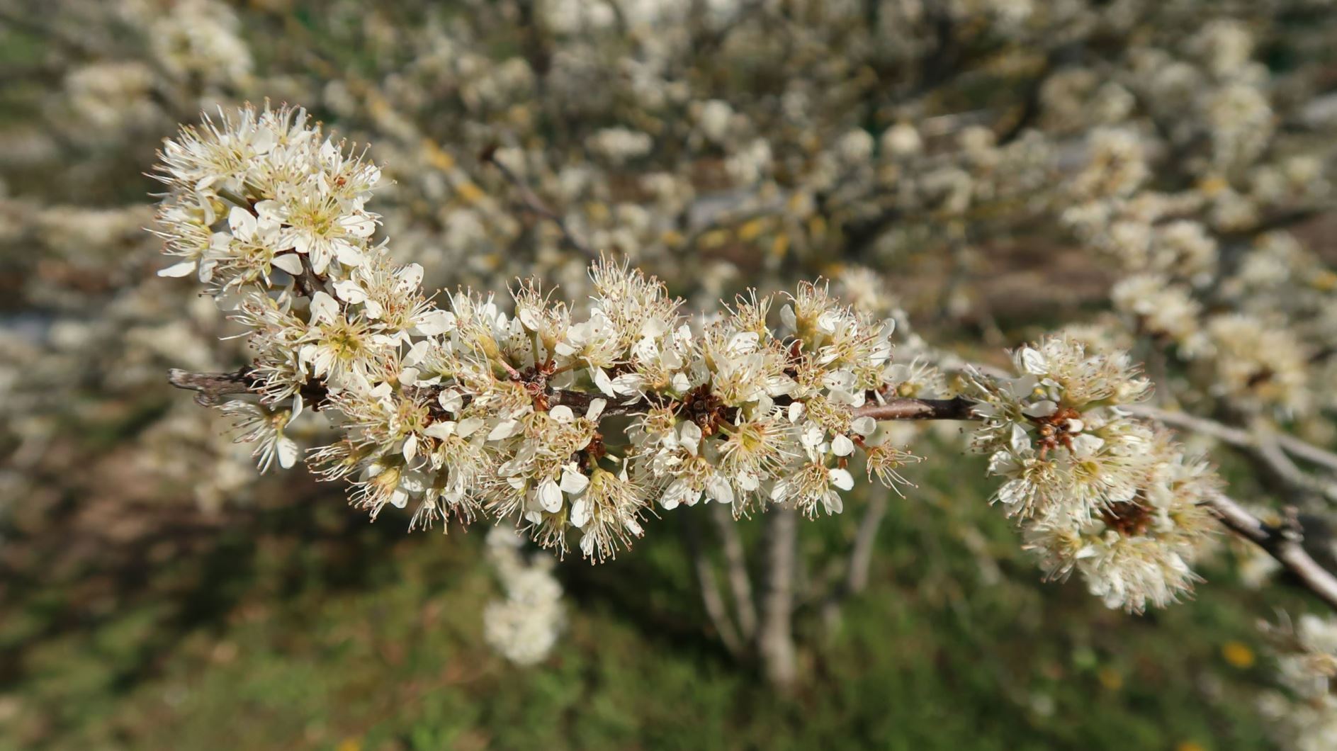 Prunus spinosa - Gewöhnliche Schlehe, blackthorn, sloe