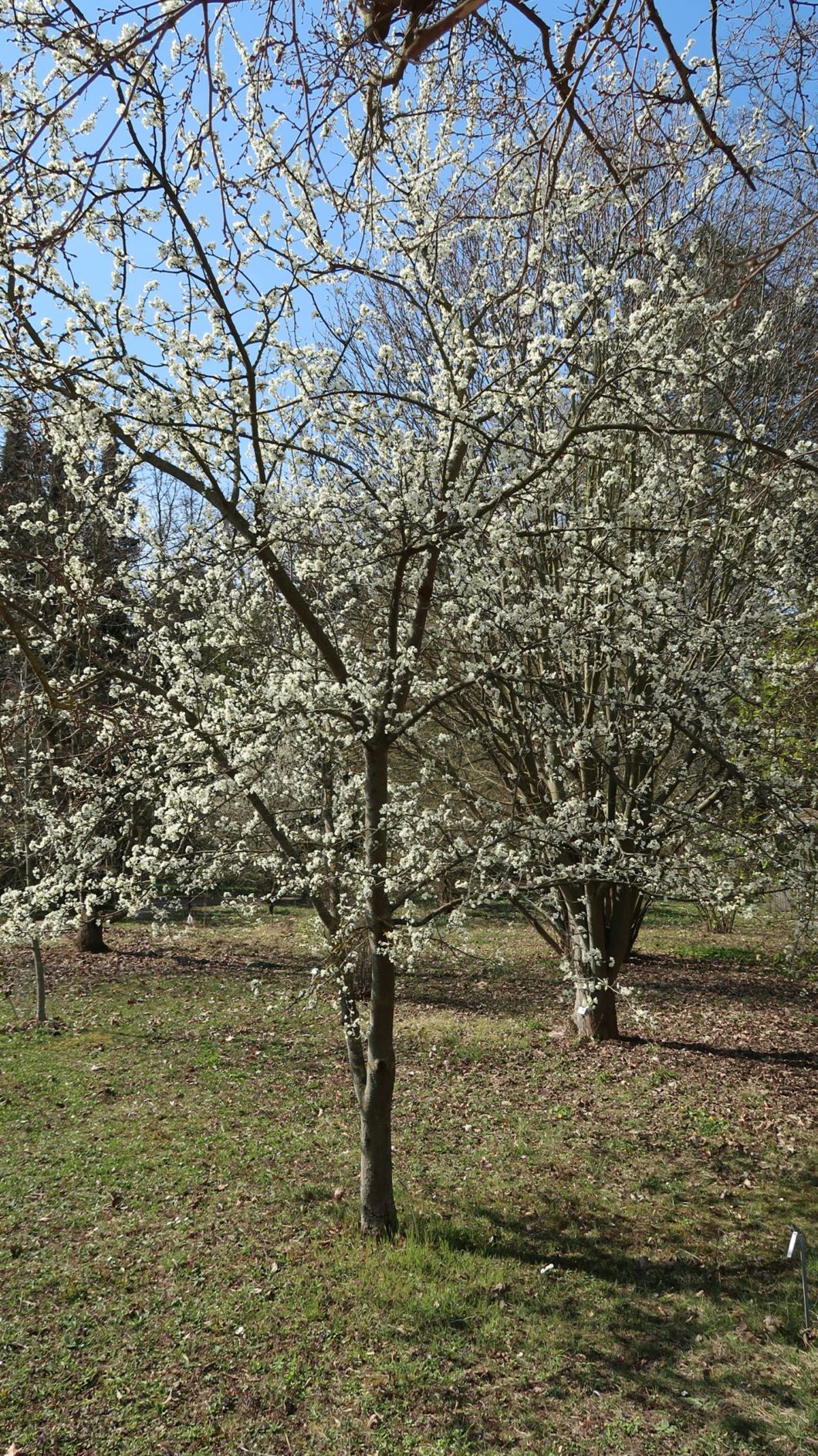 Prunus domestica subsp. insititia var. viridiflora - Zibarte, Wildpflaume