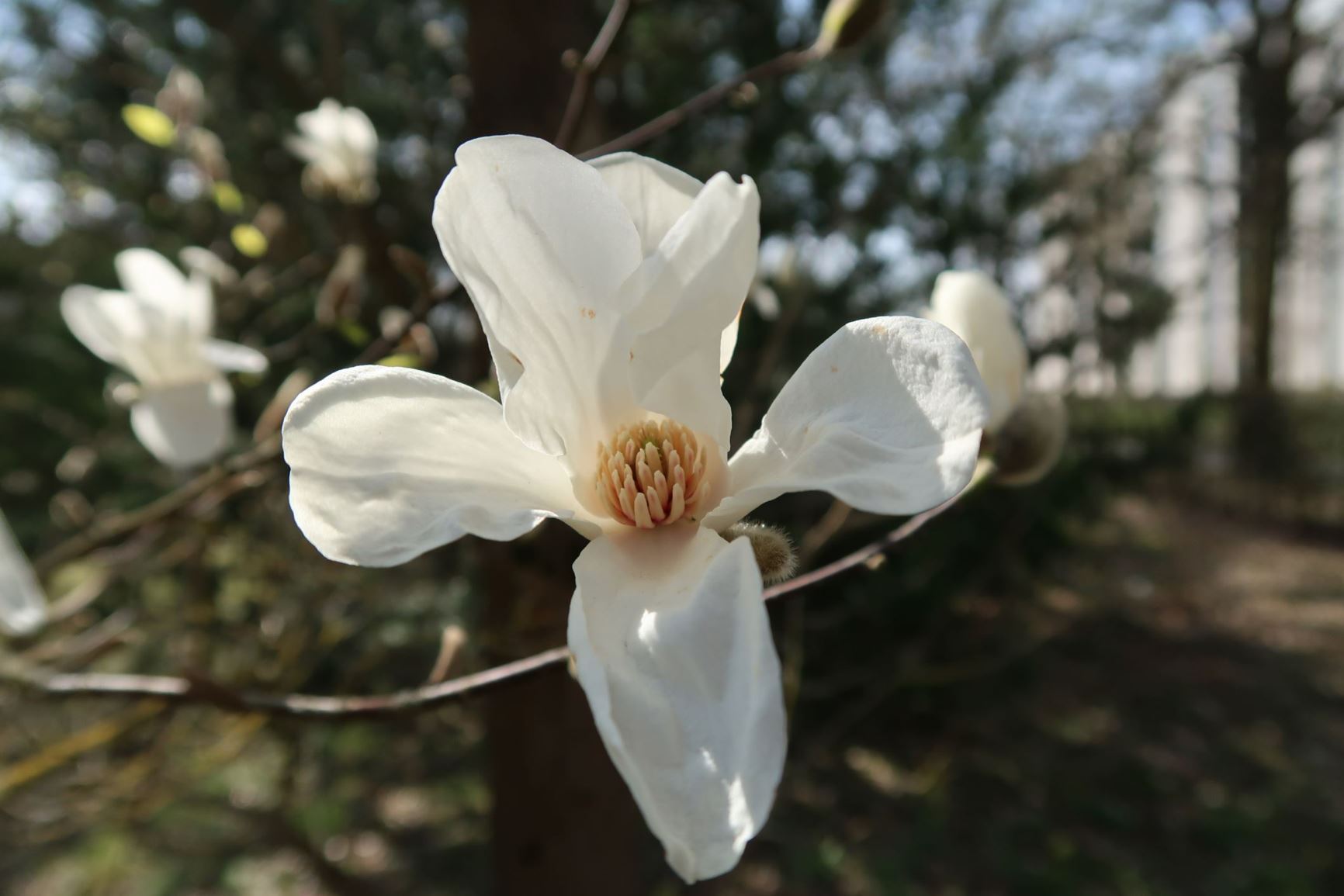 Magnolia kobus - Kobushi-Magnolie, kobushi magnolia, mokryeon