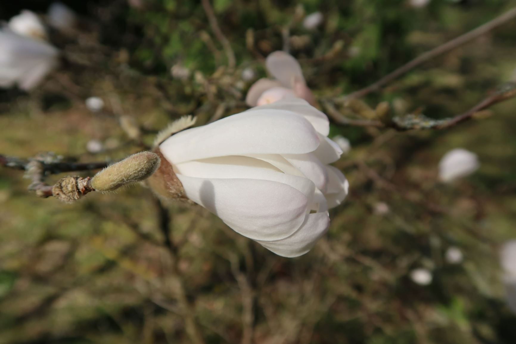 Magnolia stellata - Stern-Magnolie, star magnolia