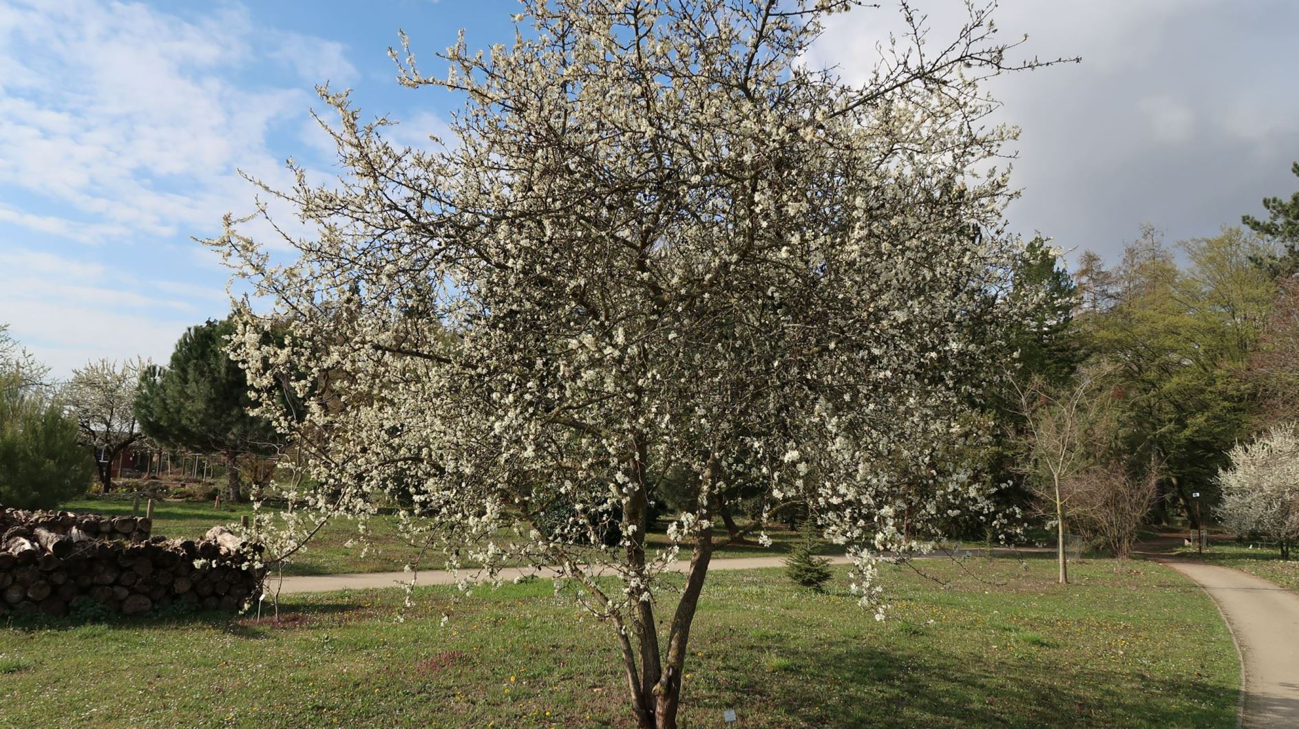 Prunus domestica subsp. insititia - Hafer-Pflaume