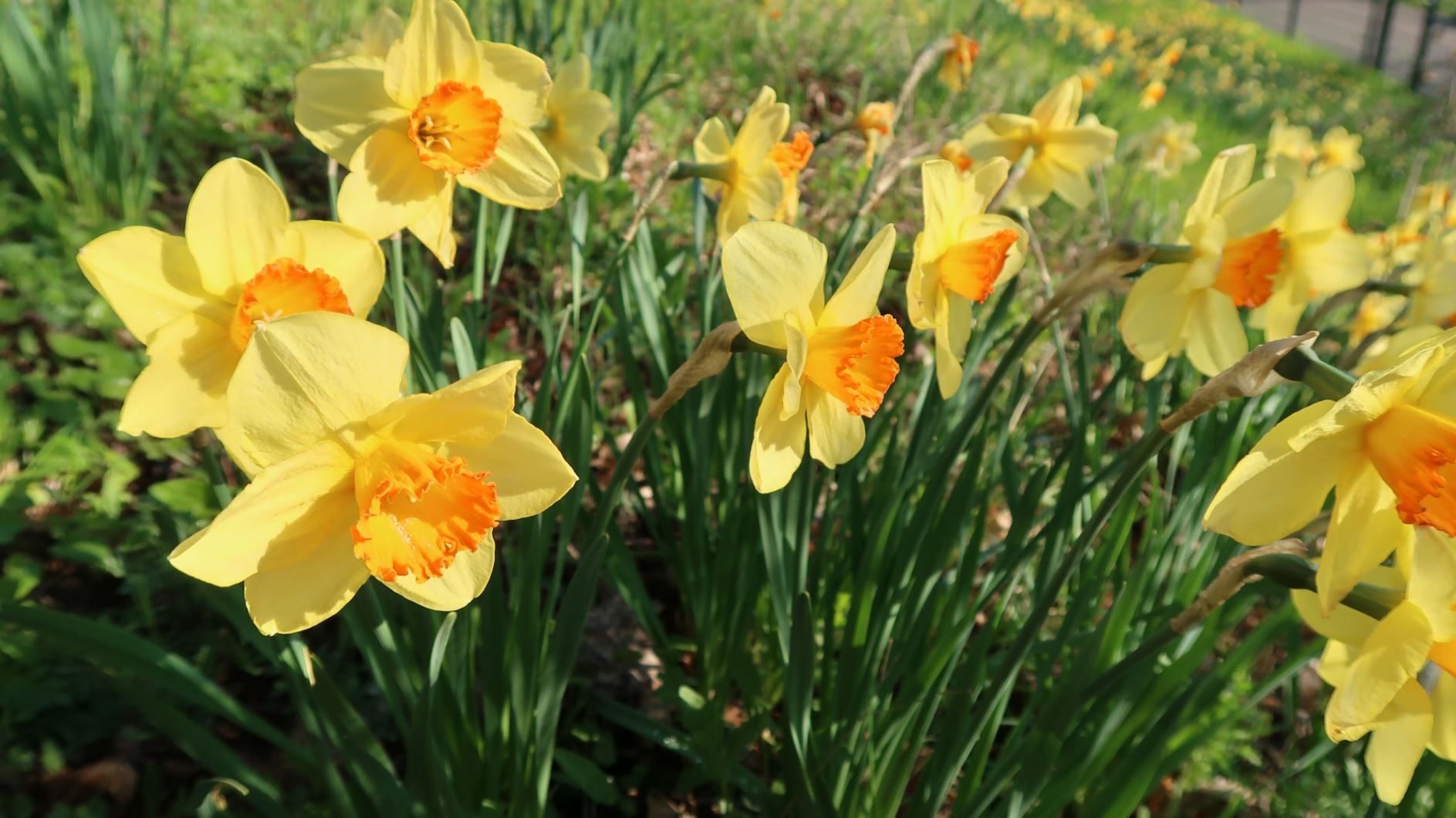Narcissus 'Red Devon' - Großkronige Narzisse