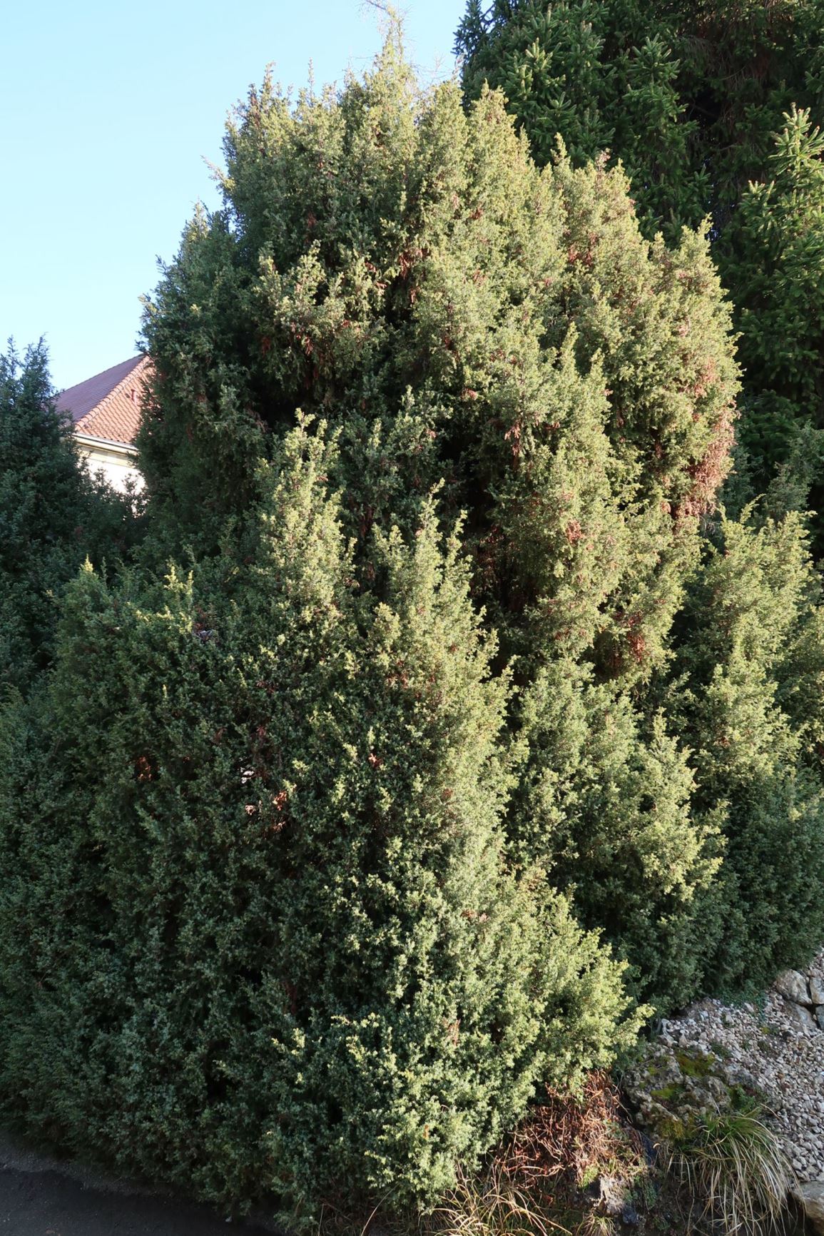 Juniperus communis 'Hibernica' - Irischer Säulen-Wacholder, Irish juniper