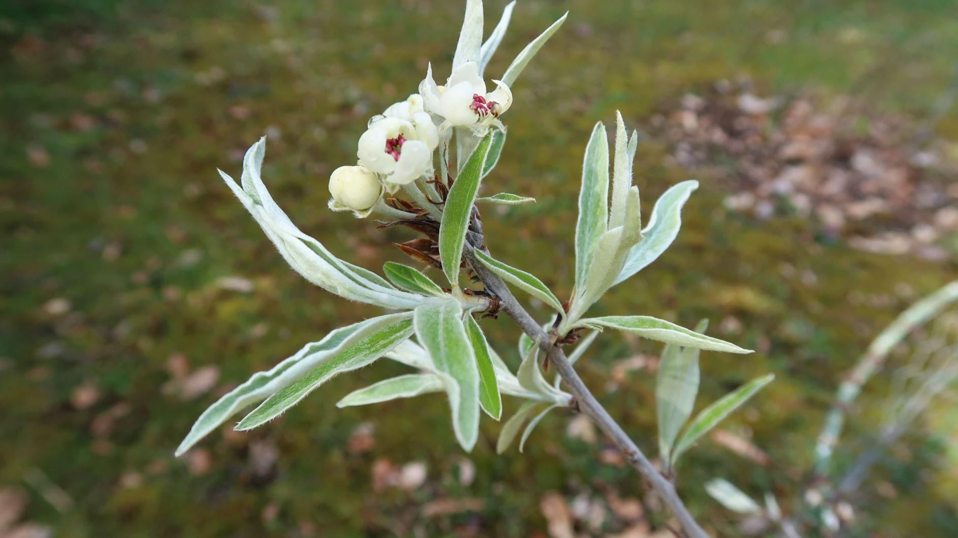 Pyrus salicifolia - Weidenblättrige Birne, Willow-leaved Pear