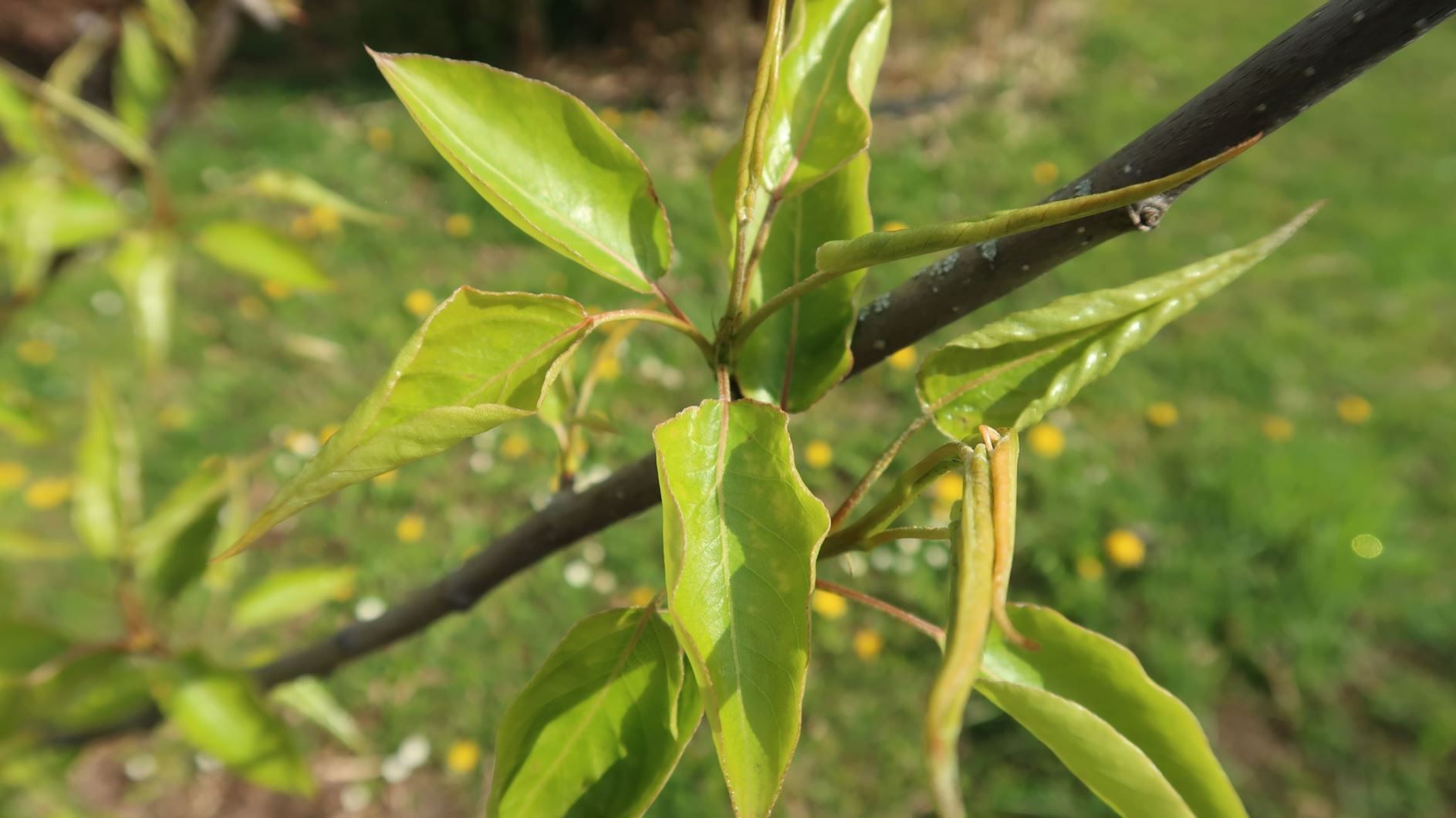 Pyrus pyrifolia - China-Birne, sand pear