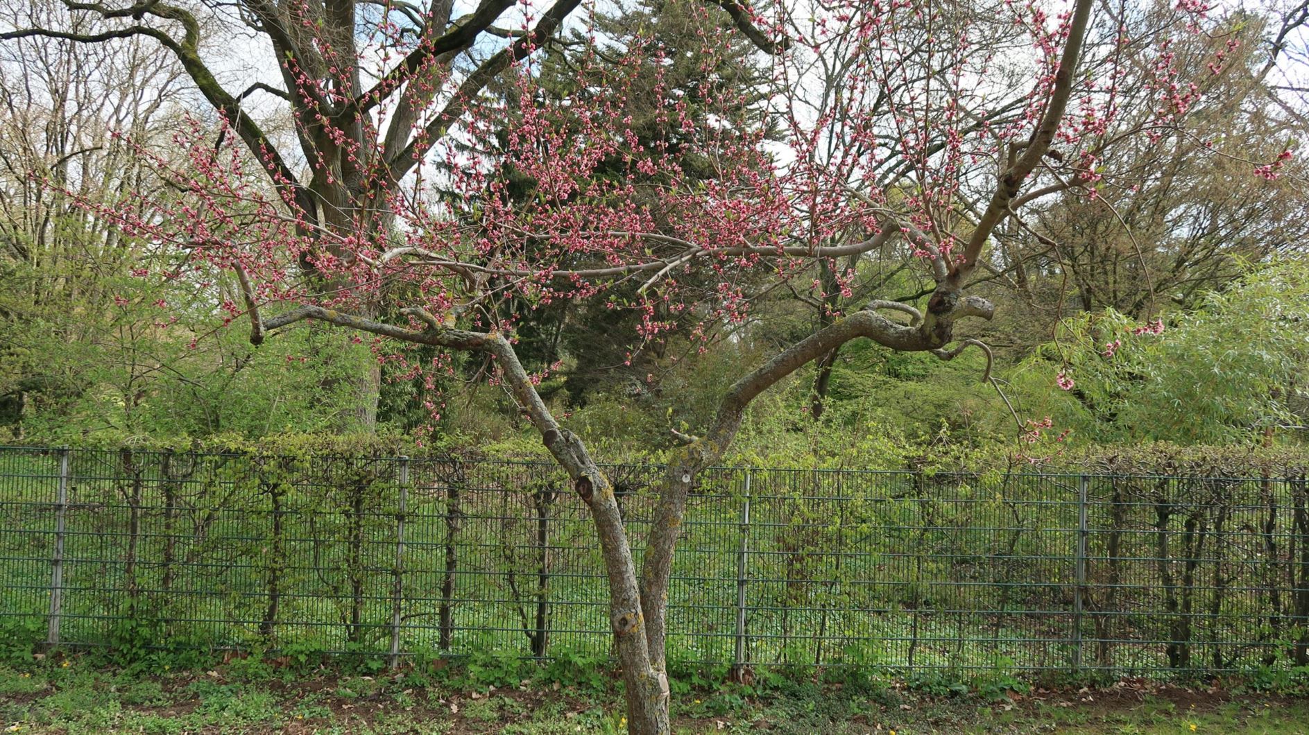 Prunus persica - Pfirsich