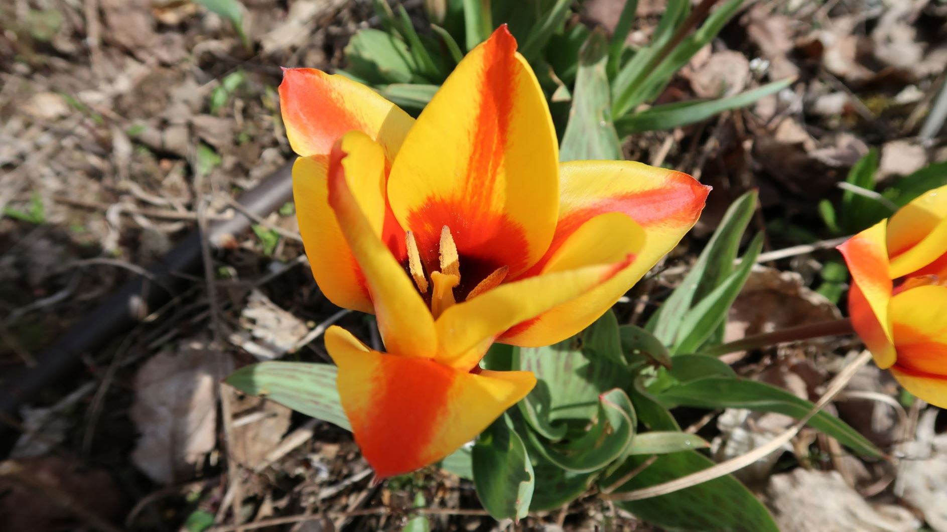 Tulipa greigii 'Cape Cod' - Greigii-Hybrid-Tulpe
