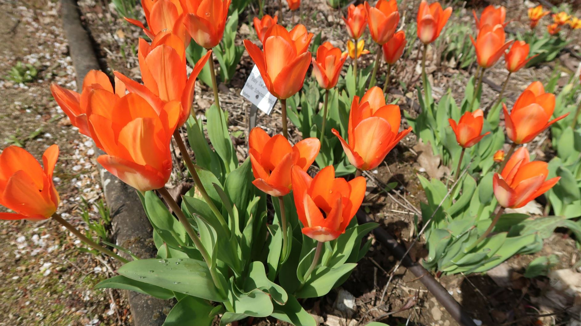 Tulipa fosteriana 'Orange Emperor' - Fosteriana-Hybrid-Tulpe